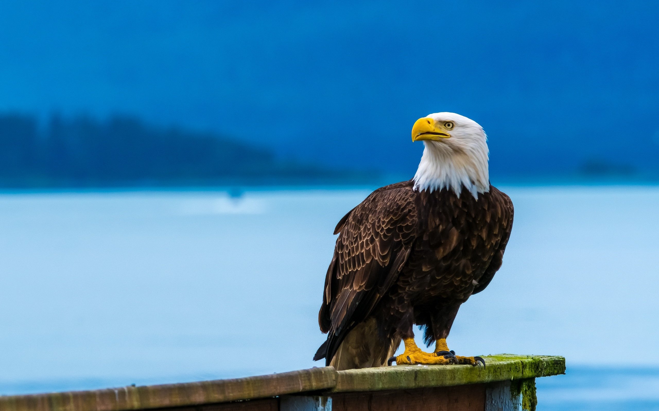 Обои полет, орел, птица, клюв, перья, летит, белоголовый орлан, flight, eagle, bird, beak, feathers, flies, bald eagle разрешение 2560x1707 Загрузить