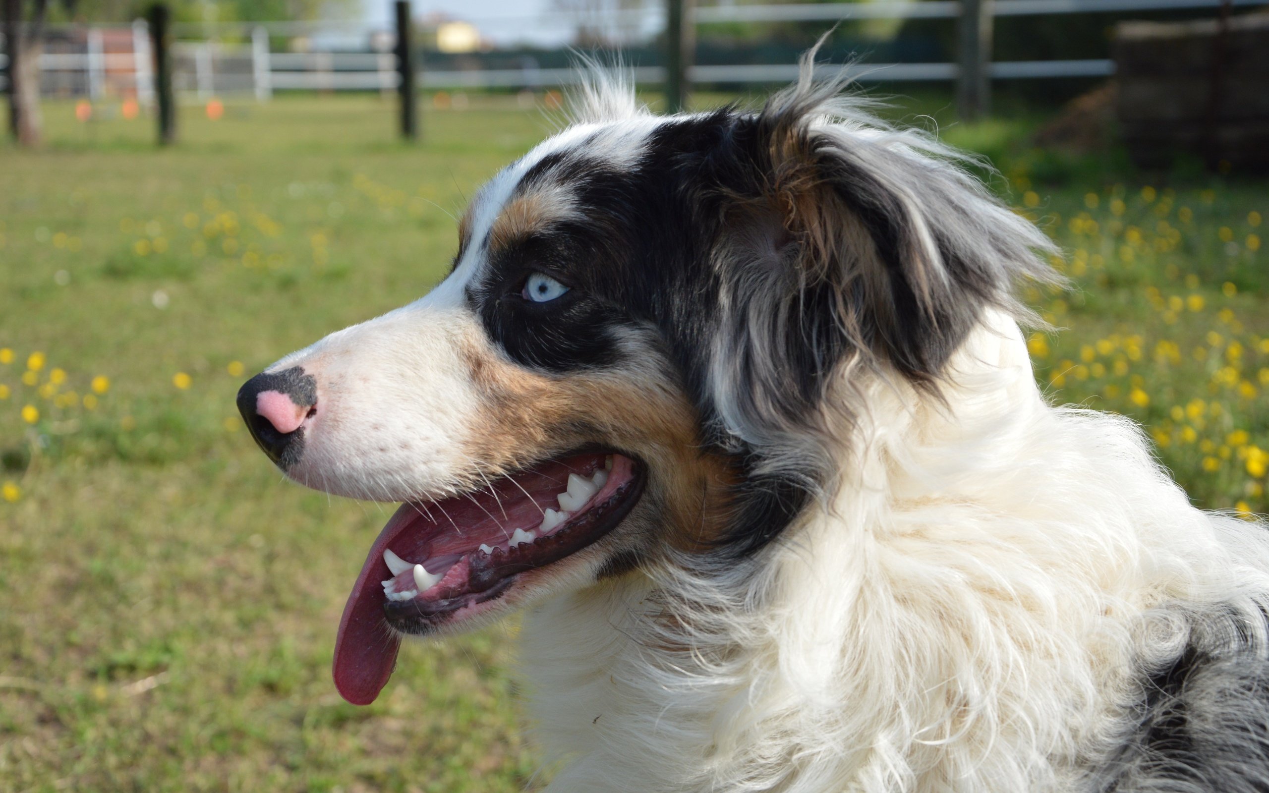 Обои собака, голубые глаза, язык, австралийская овчарка, dog, blue eyes, language, australian shepherd разрешение 6016x4000 Загрузить