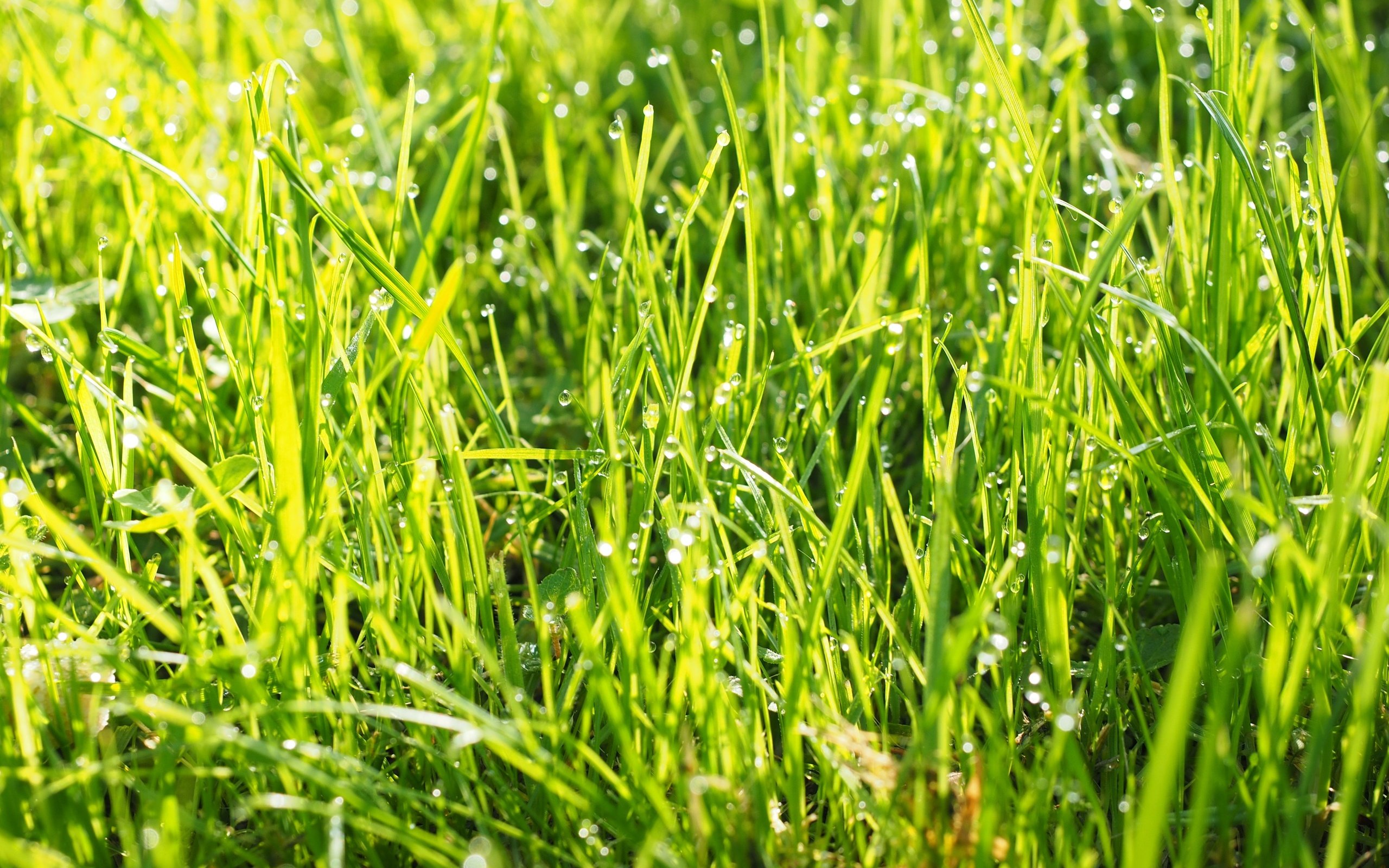 Обои трава, природа, зелень, роса, капли, grass, nature, greens, rosa, drops разрешение 4608x3456 Загрузить