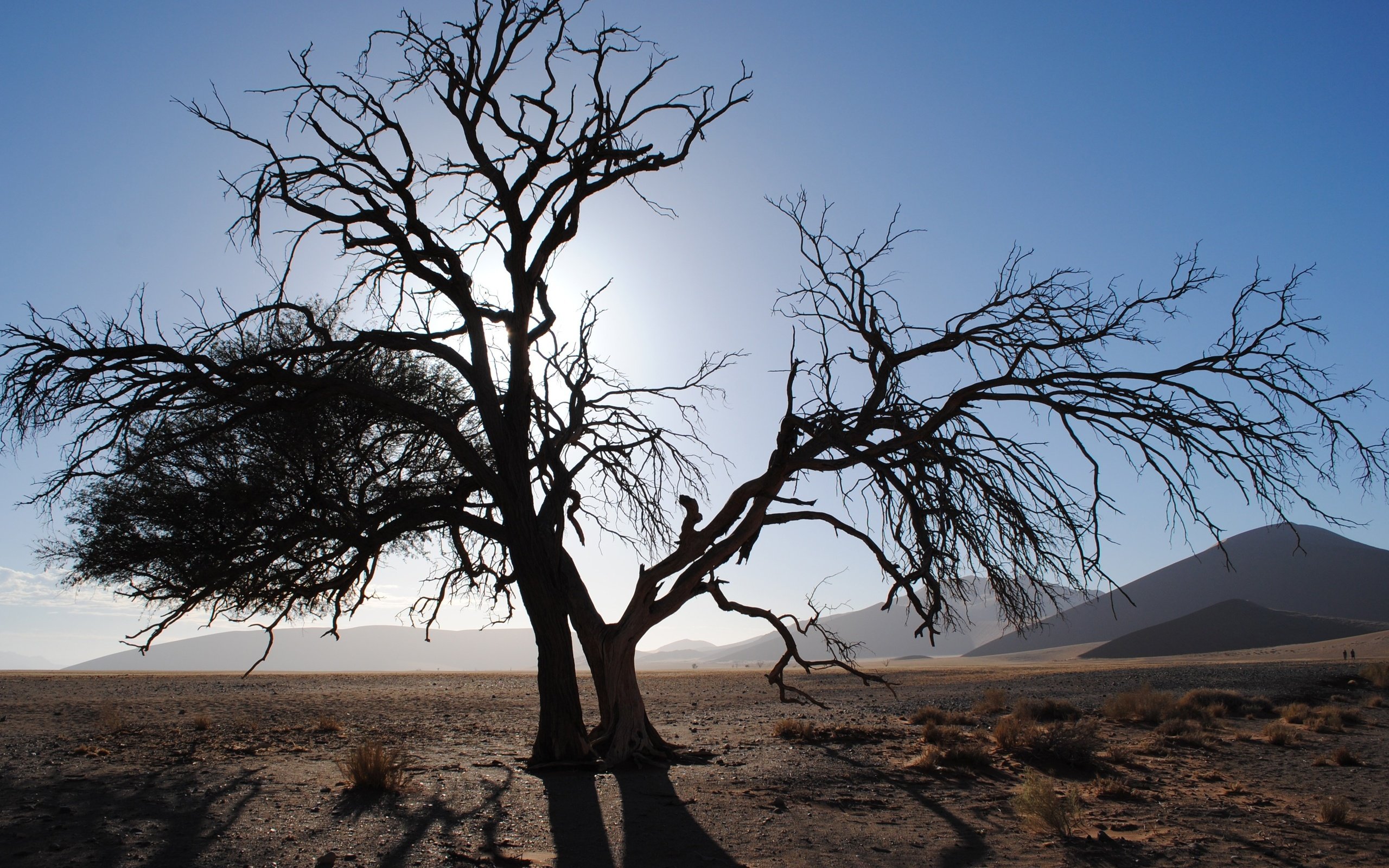 Обои небо, намибия, холмы, природа, дерево, пейзаж, пустыня, африка, дюны, the sky, namibia, hills, nature, tree, landscape, desert, africa, dunes разрешение 3658x2449 Загрузить