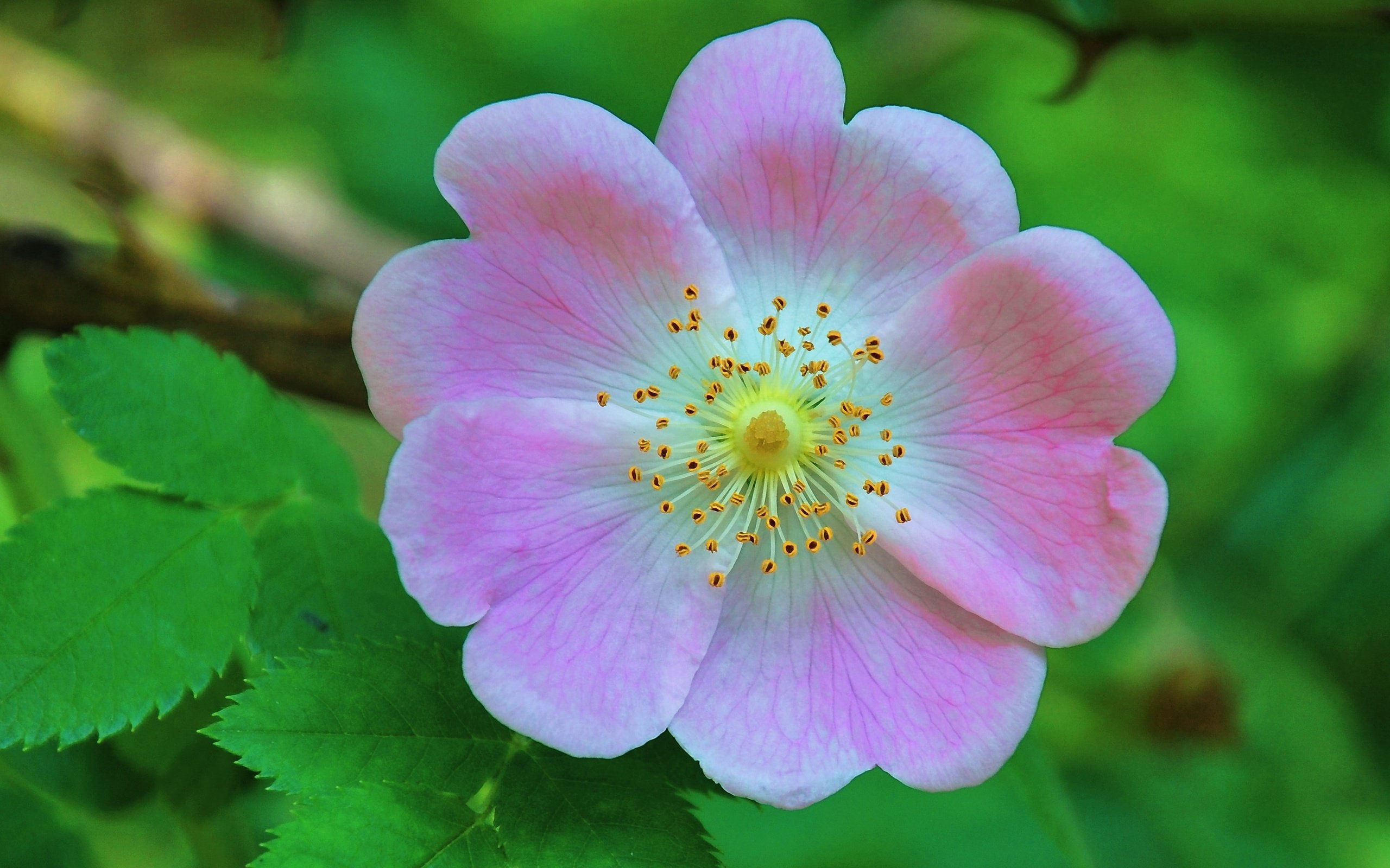 Обои листья, цветок, лепестки, шиповник, макросъемка, дикая роза, leaves, flower, petals, briar, macro, wild rose разрешение 3328x1872 Загрузить