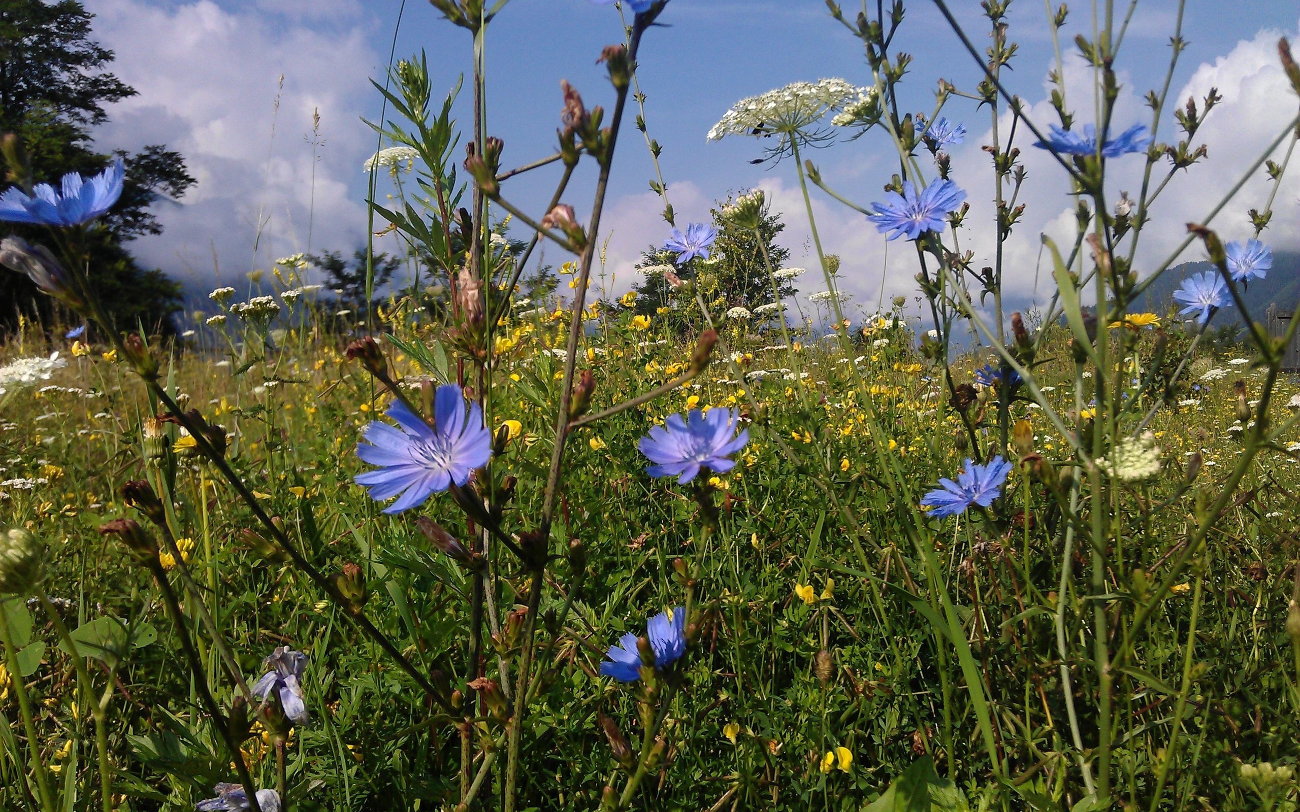 Обои цветы, трава, природа, лето, поляна, полевые цветы, цикорий, flowers, grass, nature, summer, glade, wildflowers, chicory разрешение 3264x2448 Загрузить