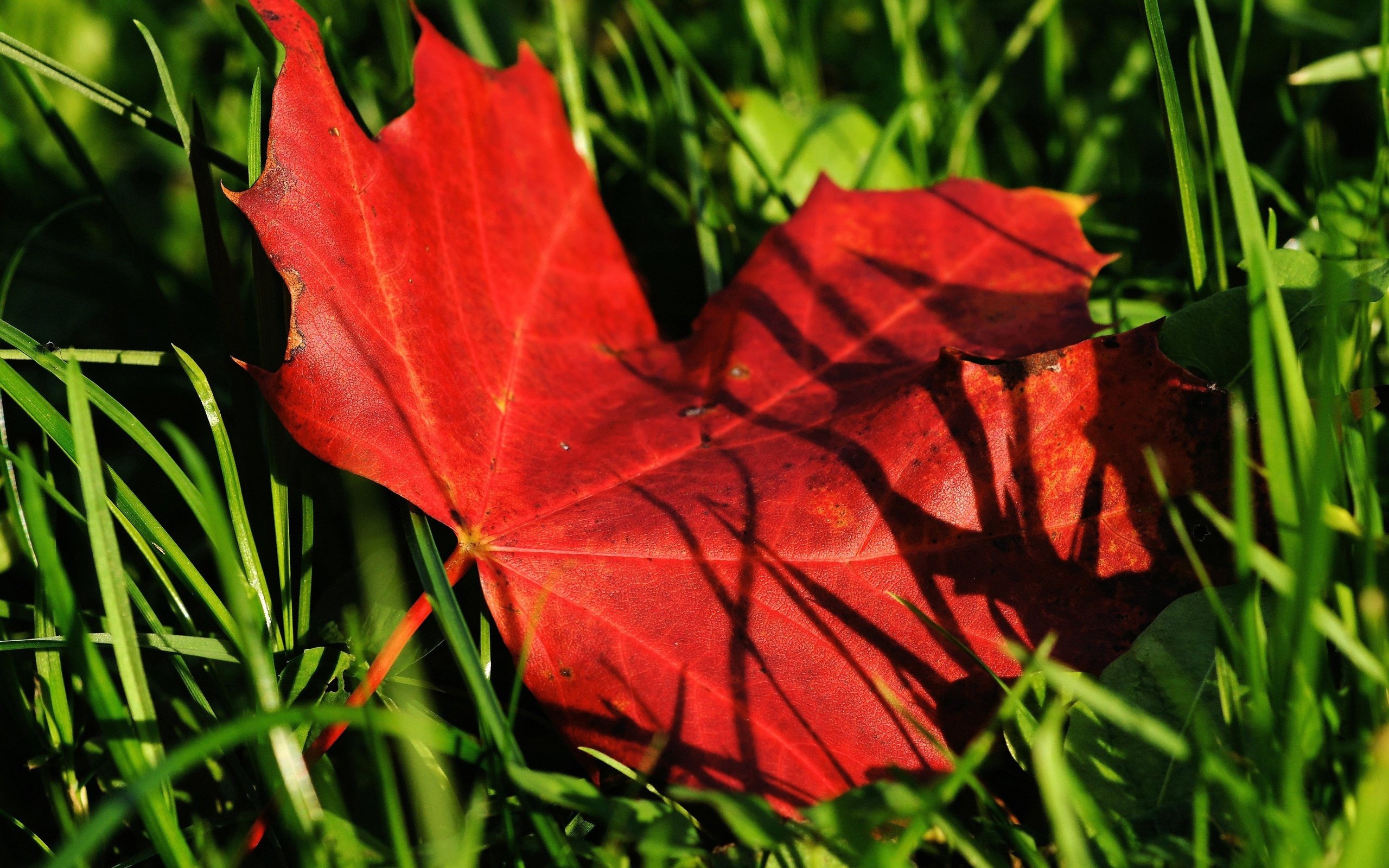Обои трава, природа, осень, лист, клен, кленовый лист, grass, nature, autumn, sheet, maple, maple leaf разрешение 4280x3613 Загрузить