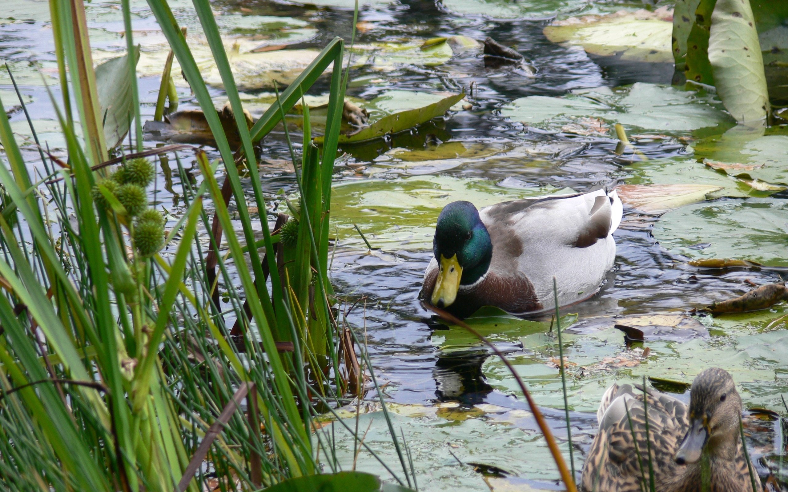 Обои вода, озеро, птицы, пруд, утки, утка, water, lake, birds, pond, duck разрешение 3264x2448 Загрузить