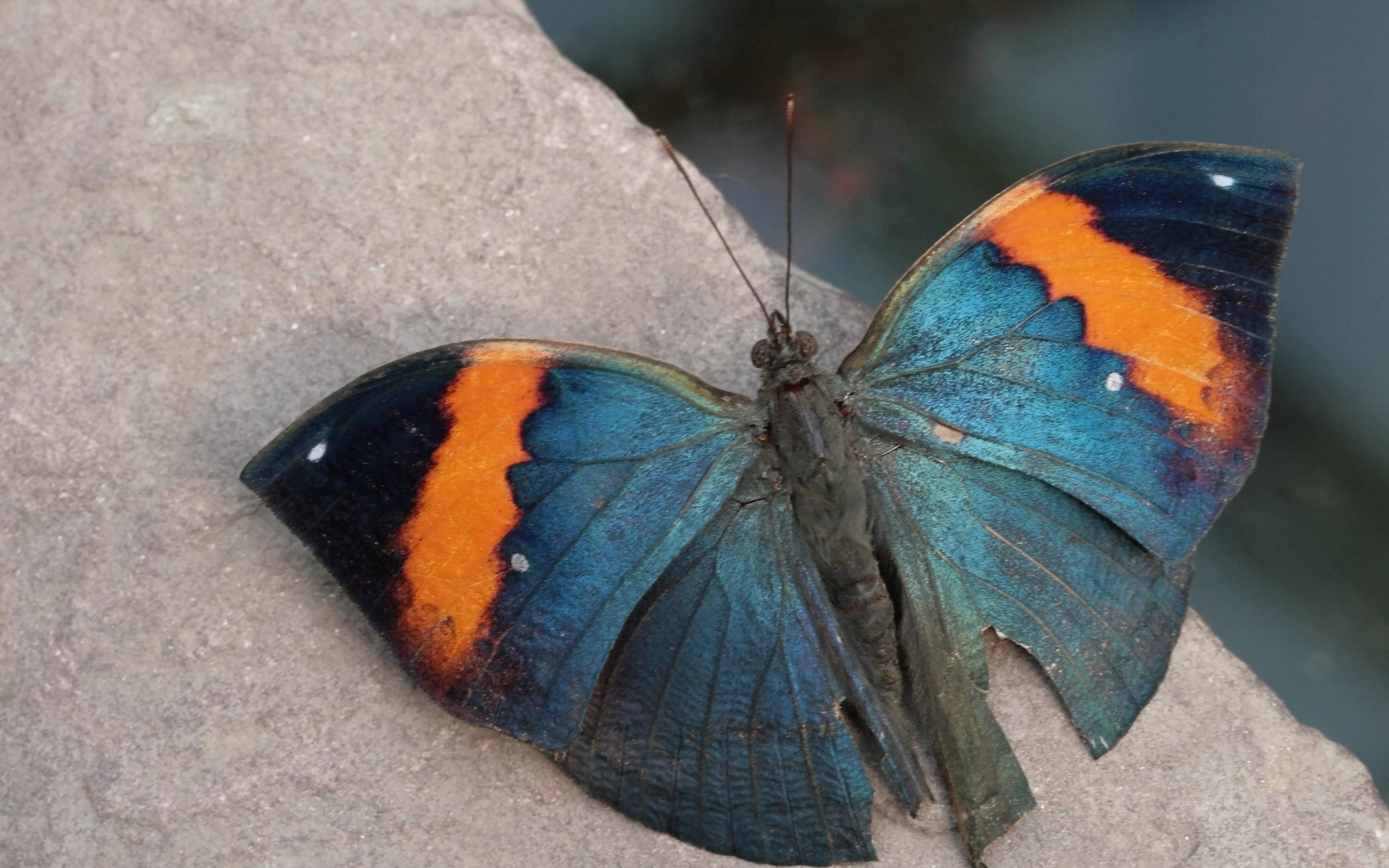 Обои насекомое, фон, бабочка, крылья, insect, background, butterfly, wings разрешение 3110x2073 Загрузить