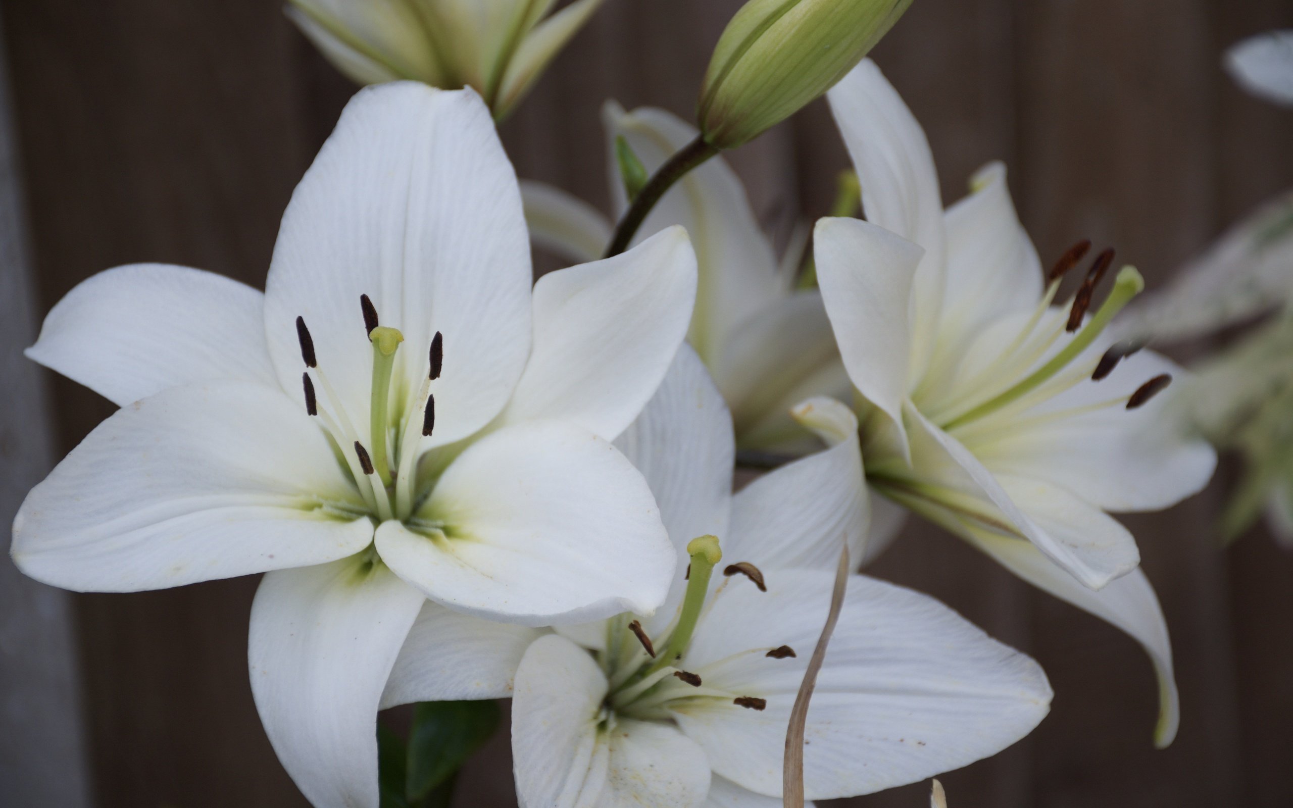 Обои цветы, лепестки, тычинки, белые, лилии, крупным планом, flowers, petals, stamens, white, lily, closeup разрешение 6000x4000 Загрузить