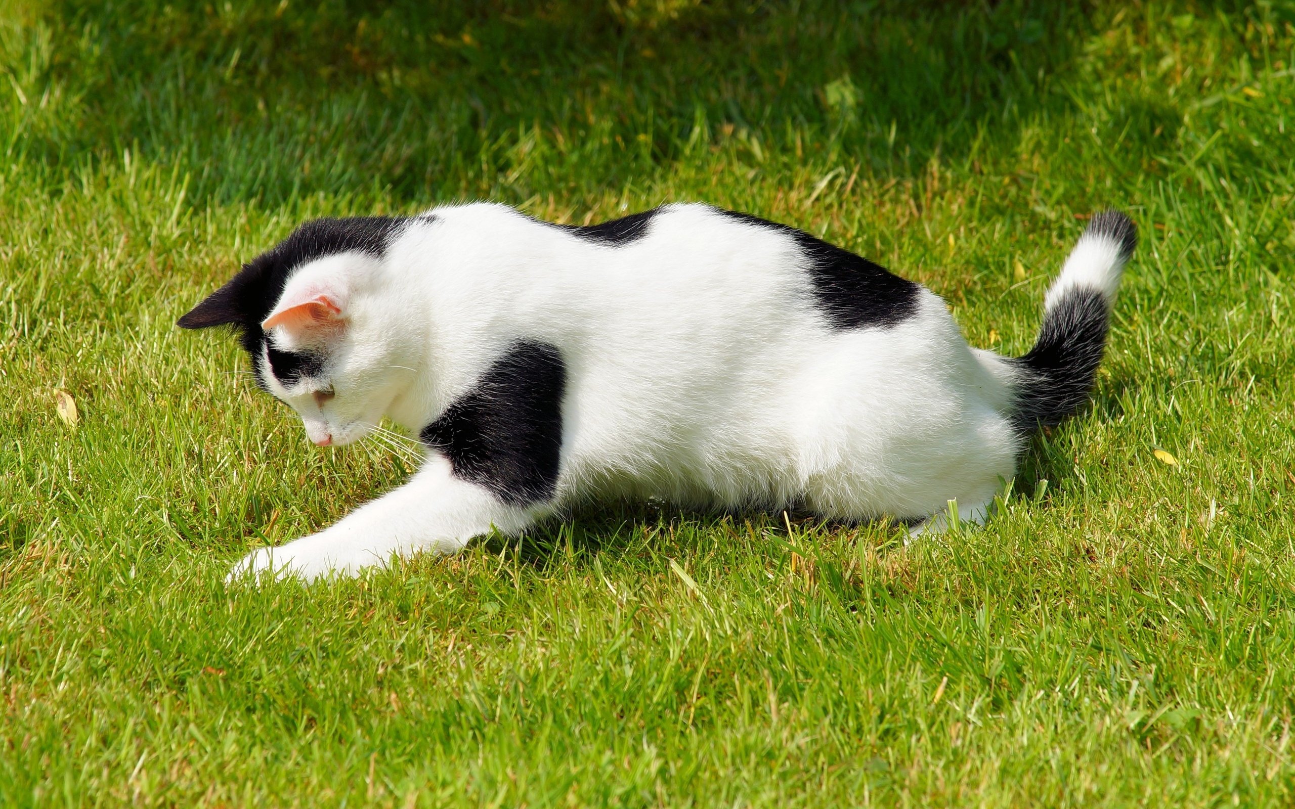 Обои трава, кот, кошка, пятнистый, игривый, grass, cat, spotted, playful разрешение 4010x2415 Загрузить