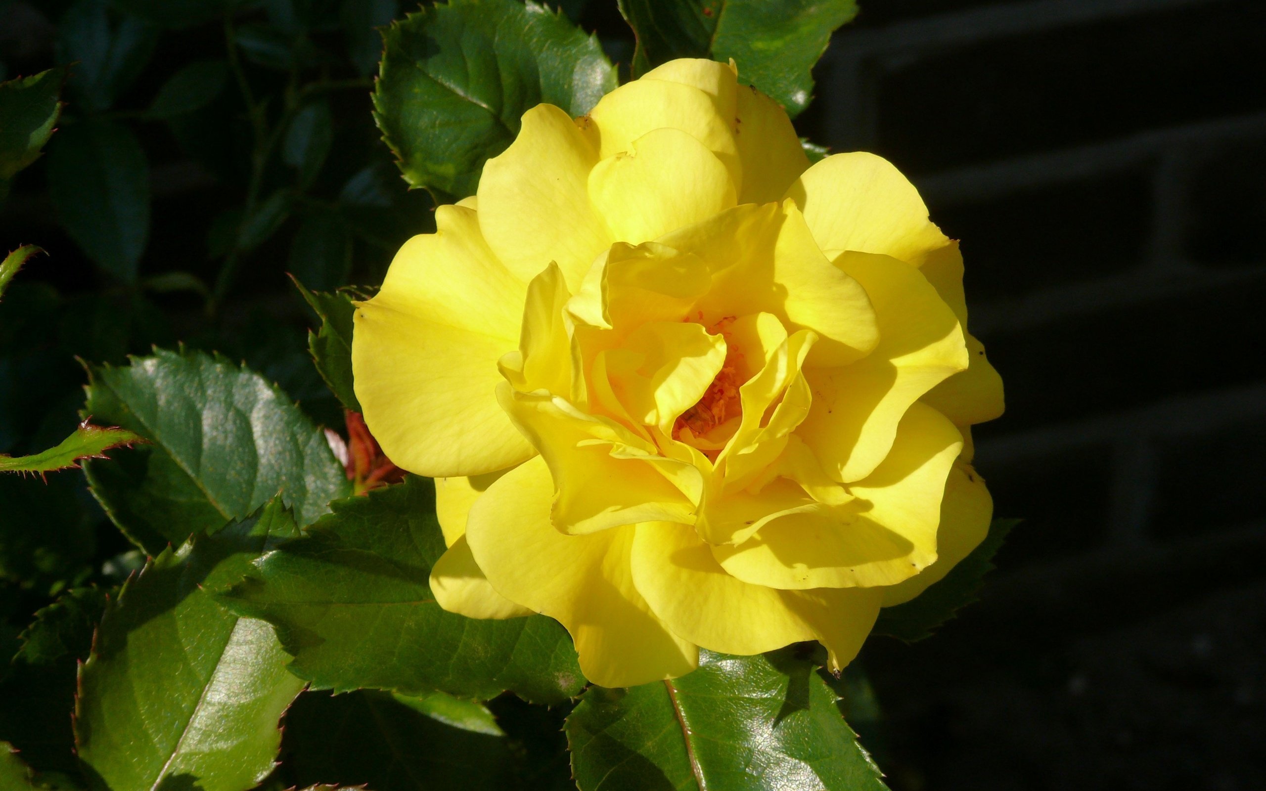Обои желтый, листья, цветок, роза, лепестки, черный фон, yellow, leaves, flower, rose, petals, black background разрешение 3648x2736 Загрузить