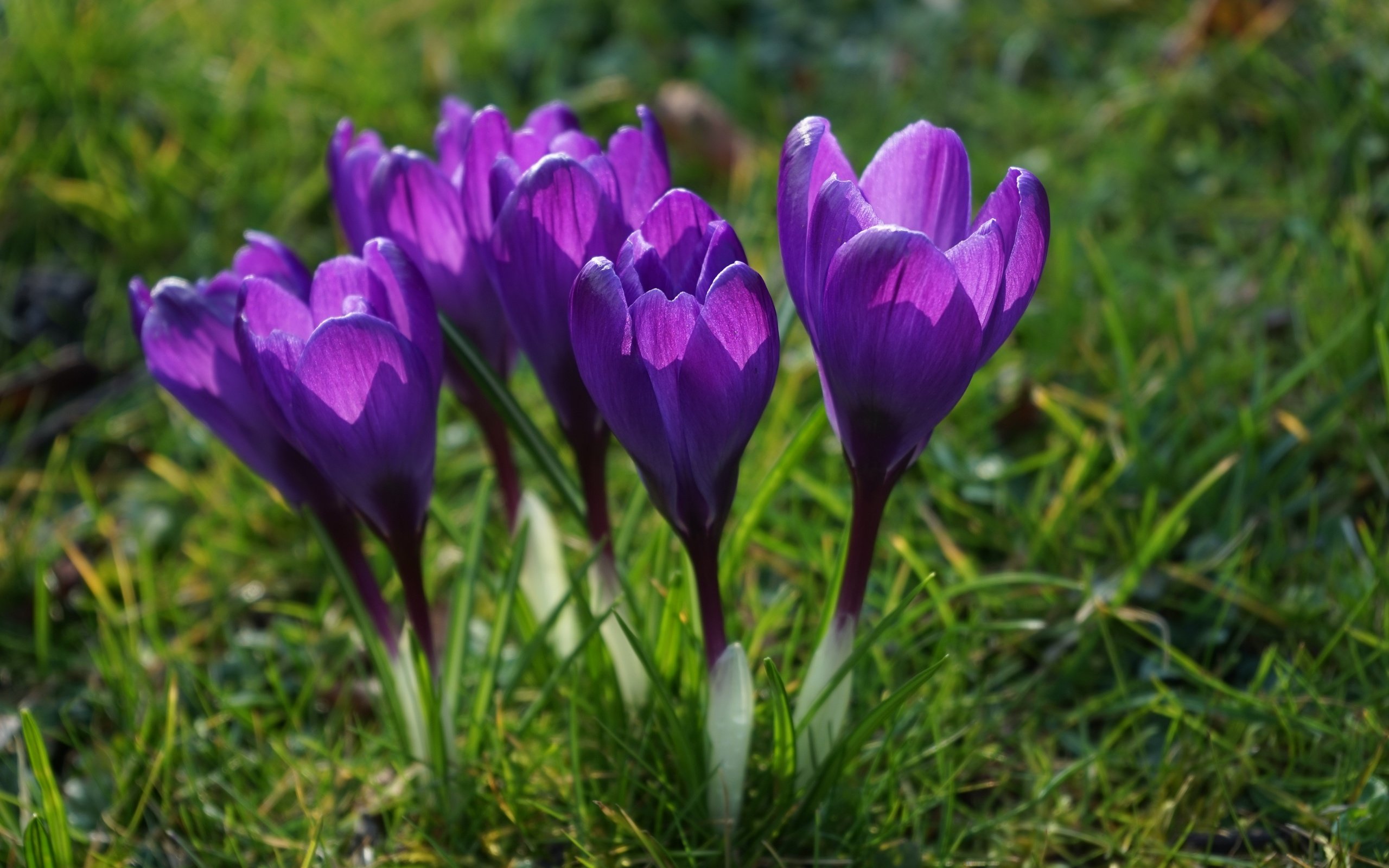 Обои цветы, трава, лепестки, весна, стебли, крокусы, flowers, grass, petals, spring, stems, crocuses разрешение 6000x4000 Загрузить