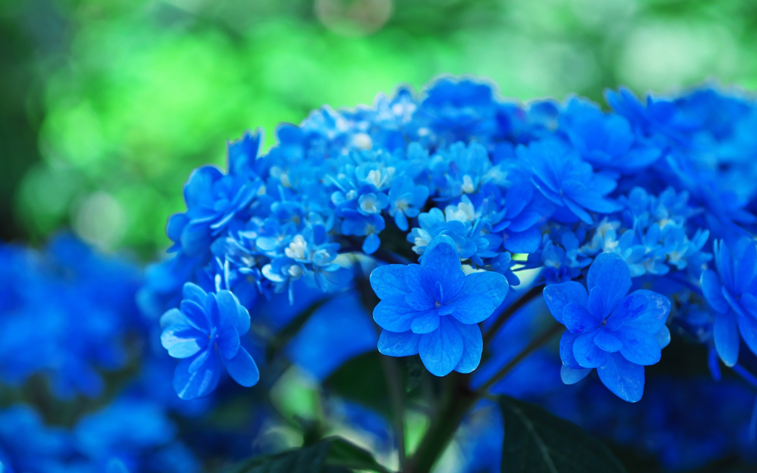 Обои цветы, фон, голубые, соцветия, боке, гортензия, flowers, background, blue, inflorescence, bokeh, hydrangea разрешение 4470x2514 Загрузить