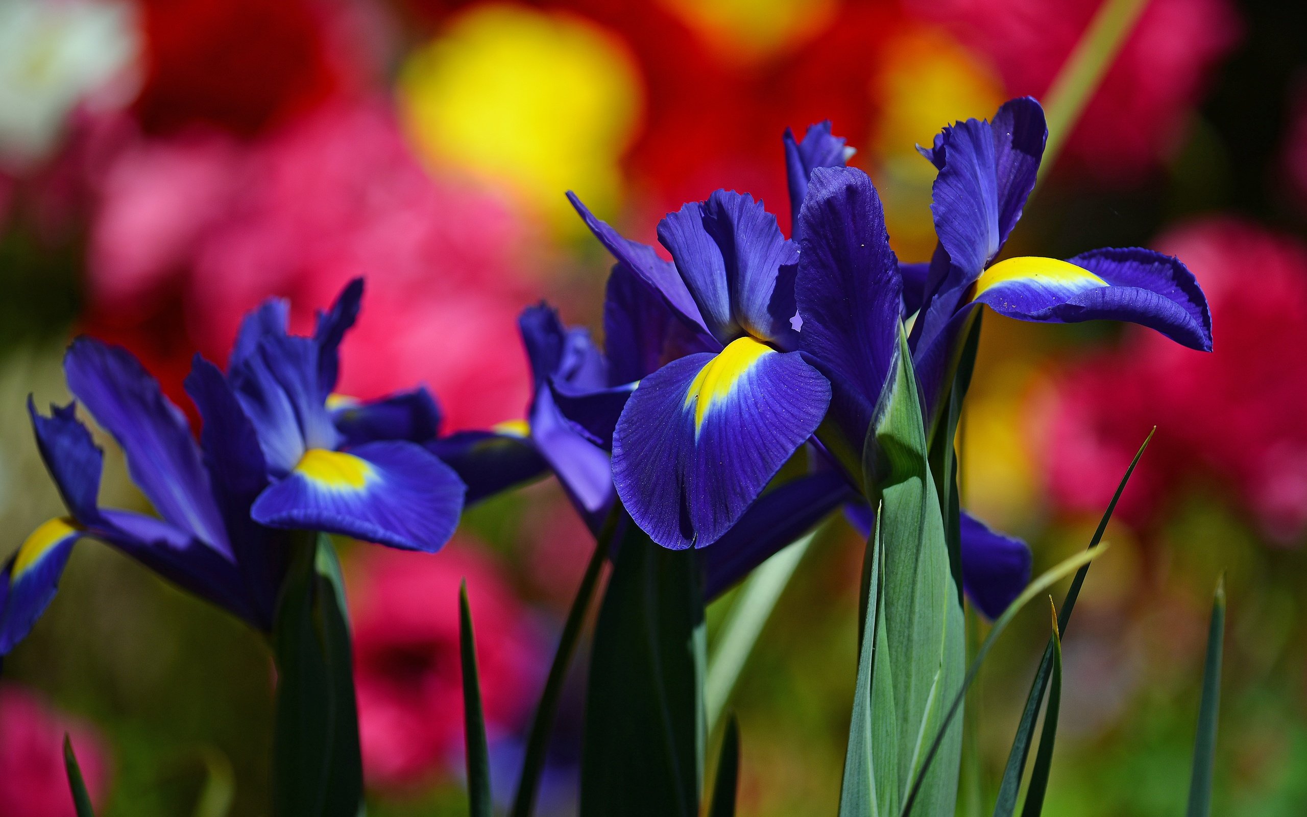 Обои цветы, макро, фон, размытость, ирис, касатик, flowers, macro, background, blur, iris разрешение 5160x3440 Загрузить
