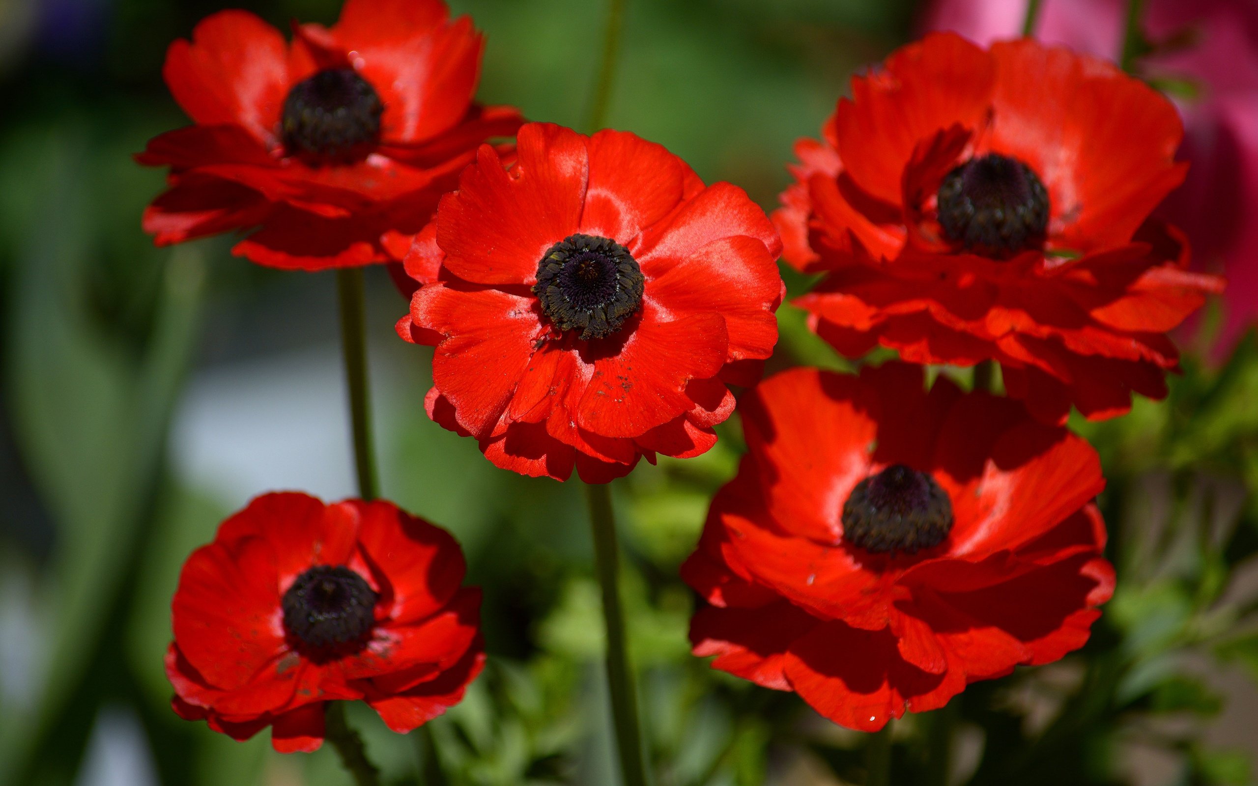 Обои цветы, макро, лепестки, красные, анемоны, ветреница, flowers, macro, petals, red, anemones, anemone разрешение 6000x4000 Загрузить