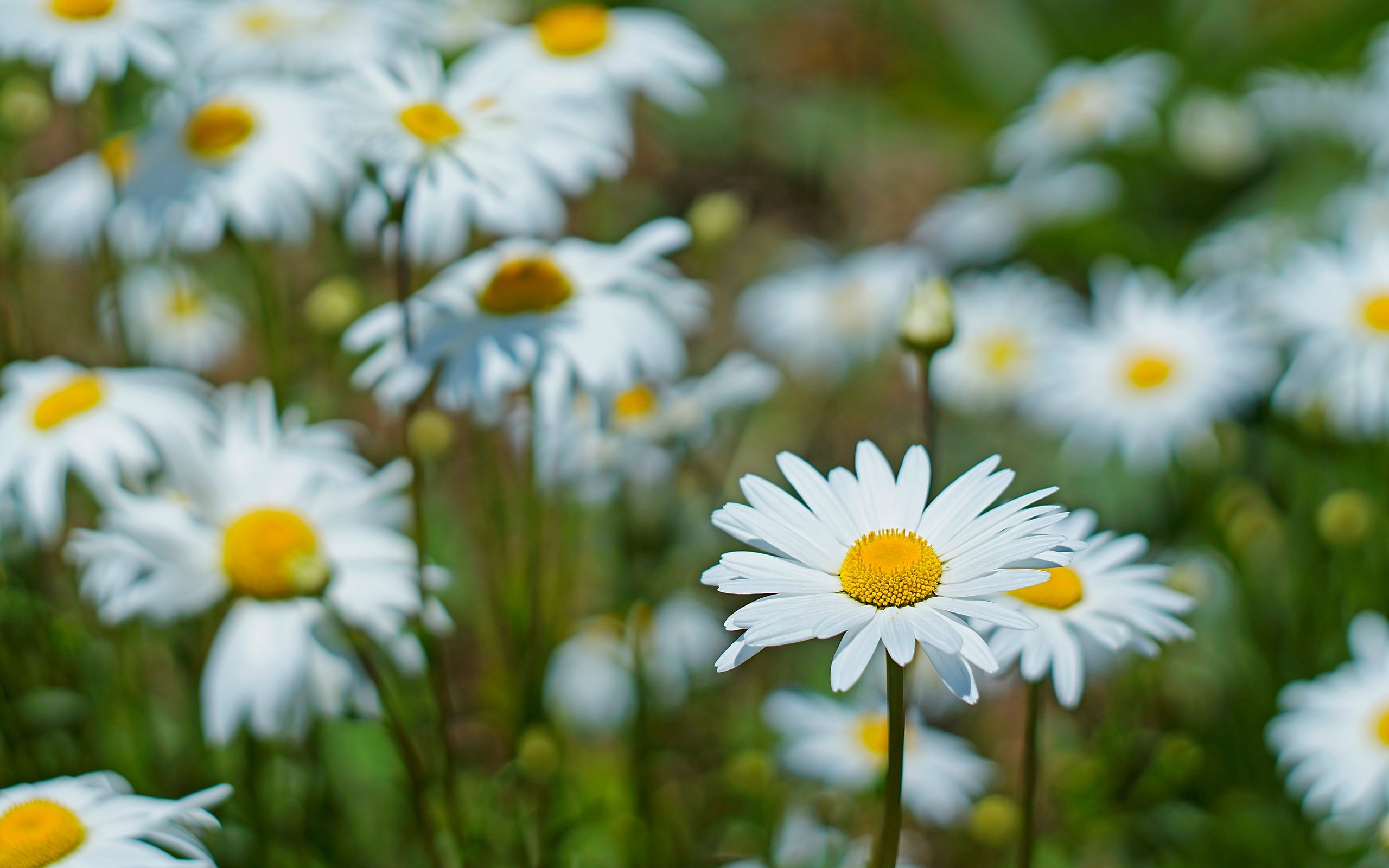 Обои цветы, макро, лепестки, ромашки, белые, стебли, боке, flowers, macro, petals, chamomile, white, stems, bokeh разрешение 5456x3632 Загрузить