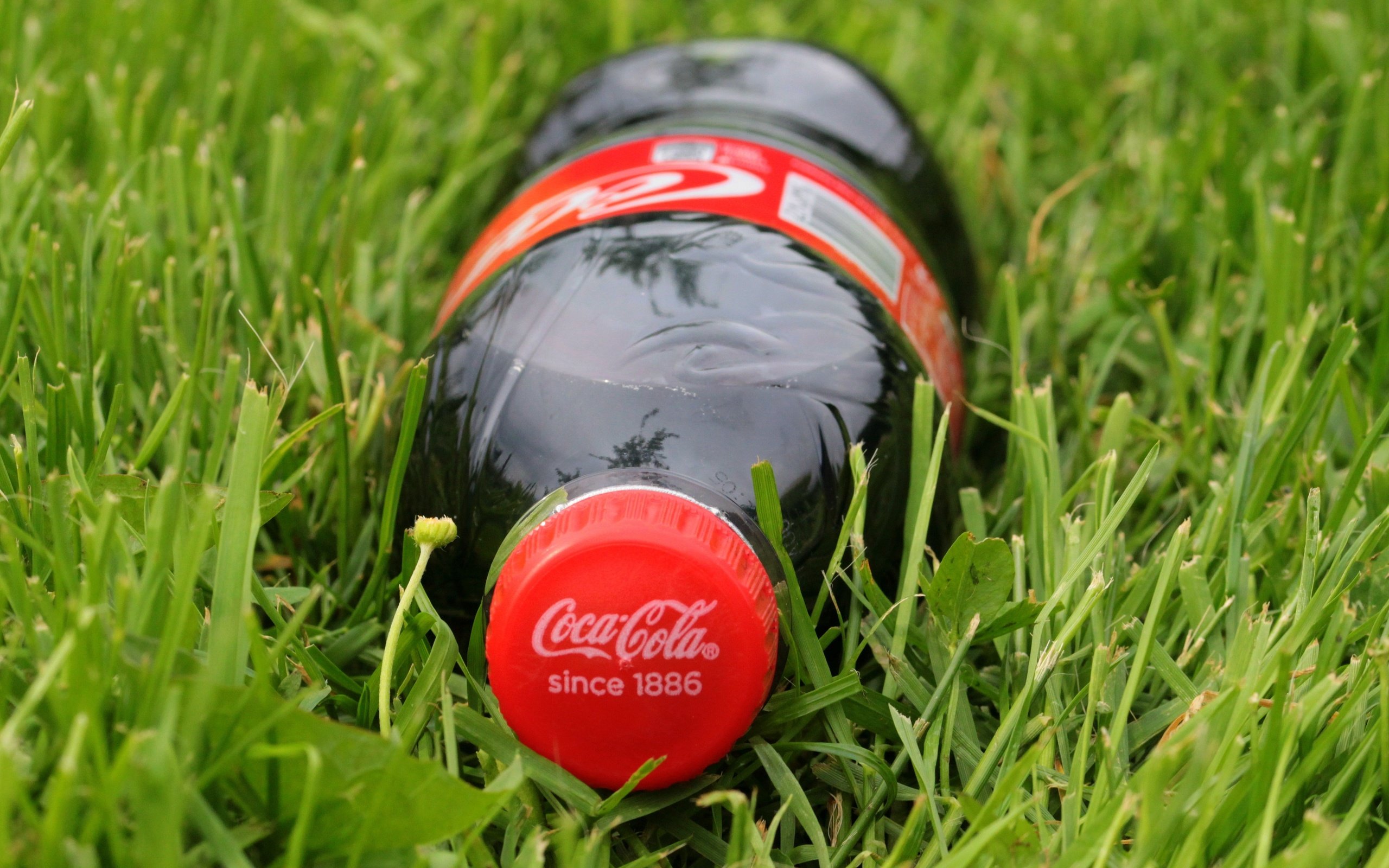 Обои трава, напиток, бутылка, лужайка, газон, кока-кола, кола, grass, drink, bottle, lawn, coca-cola, cola разрешение 5184x3456 Загрузить