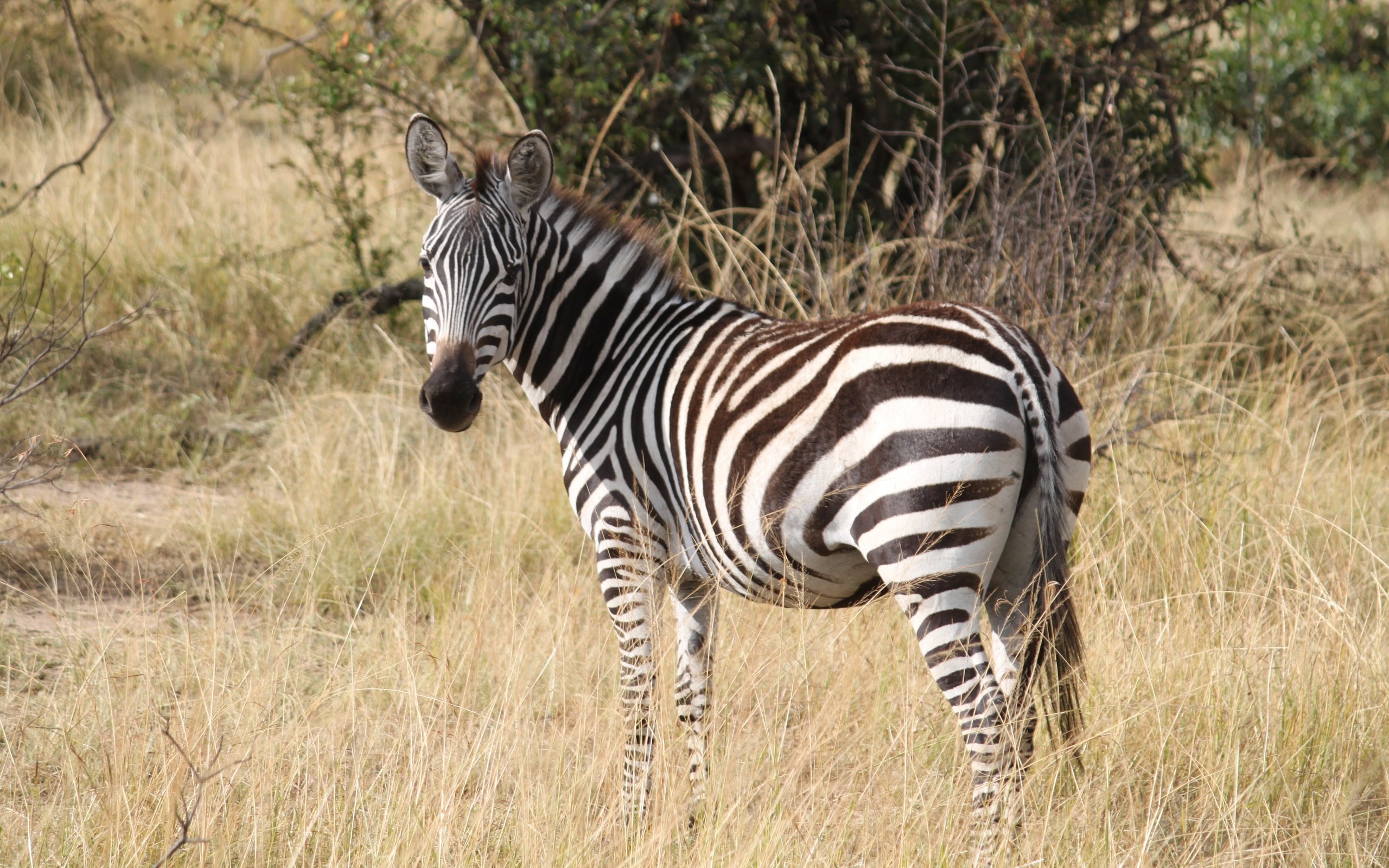 Обои трава, зебра, африка, животное, полосатая, серенгети, сафари, grass, zebra, africa, animal, striped, serengeti, safari разрешение 4752x3168 Загрузить