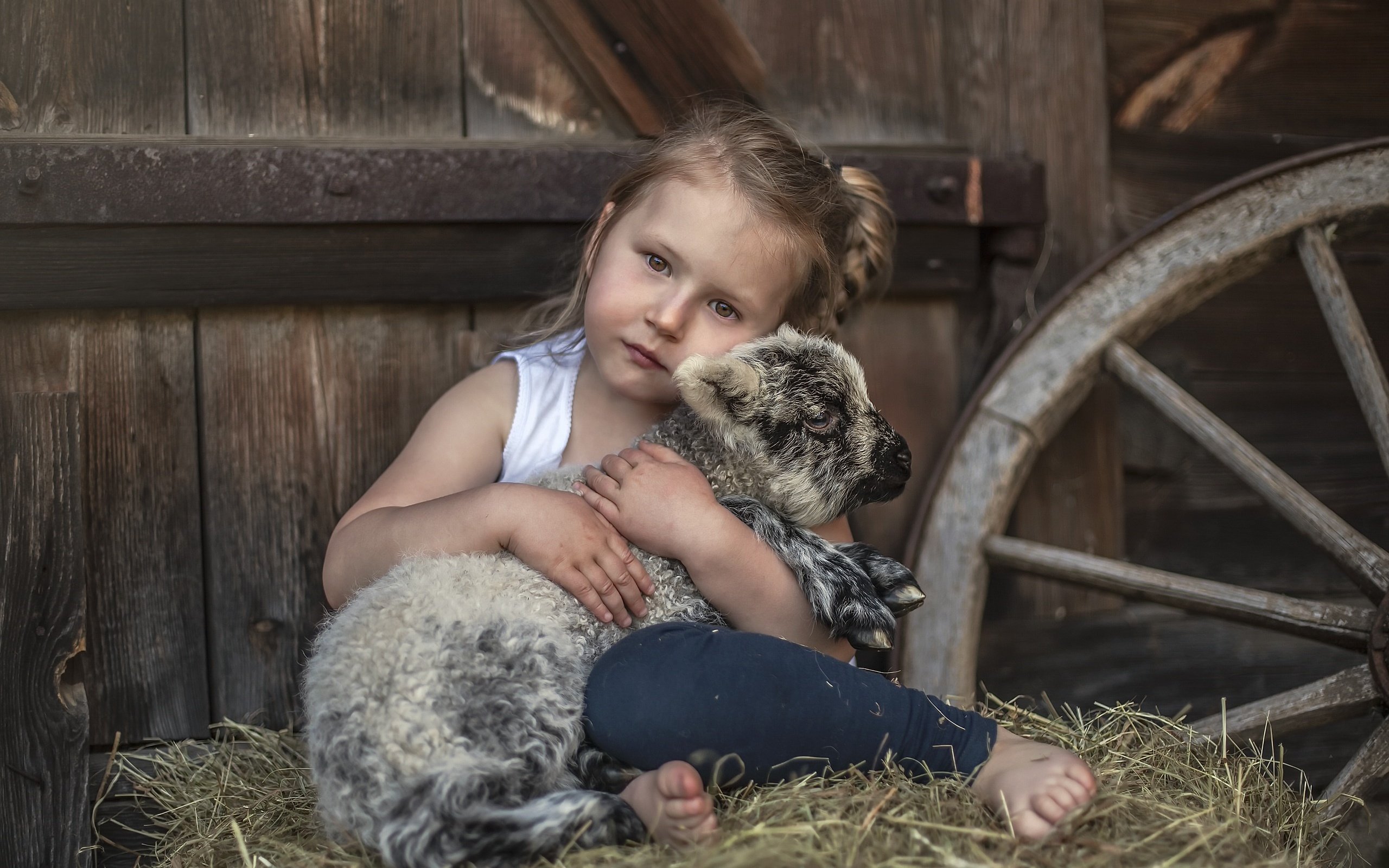 Обои сено, взгляд, дети, девочка, нежность, овечка, овца, hay, look, children, girl, tenderness, sheep разрешение 2560x1707 Загрузить