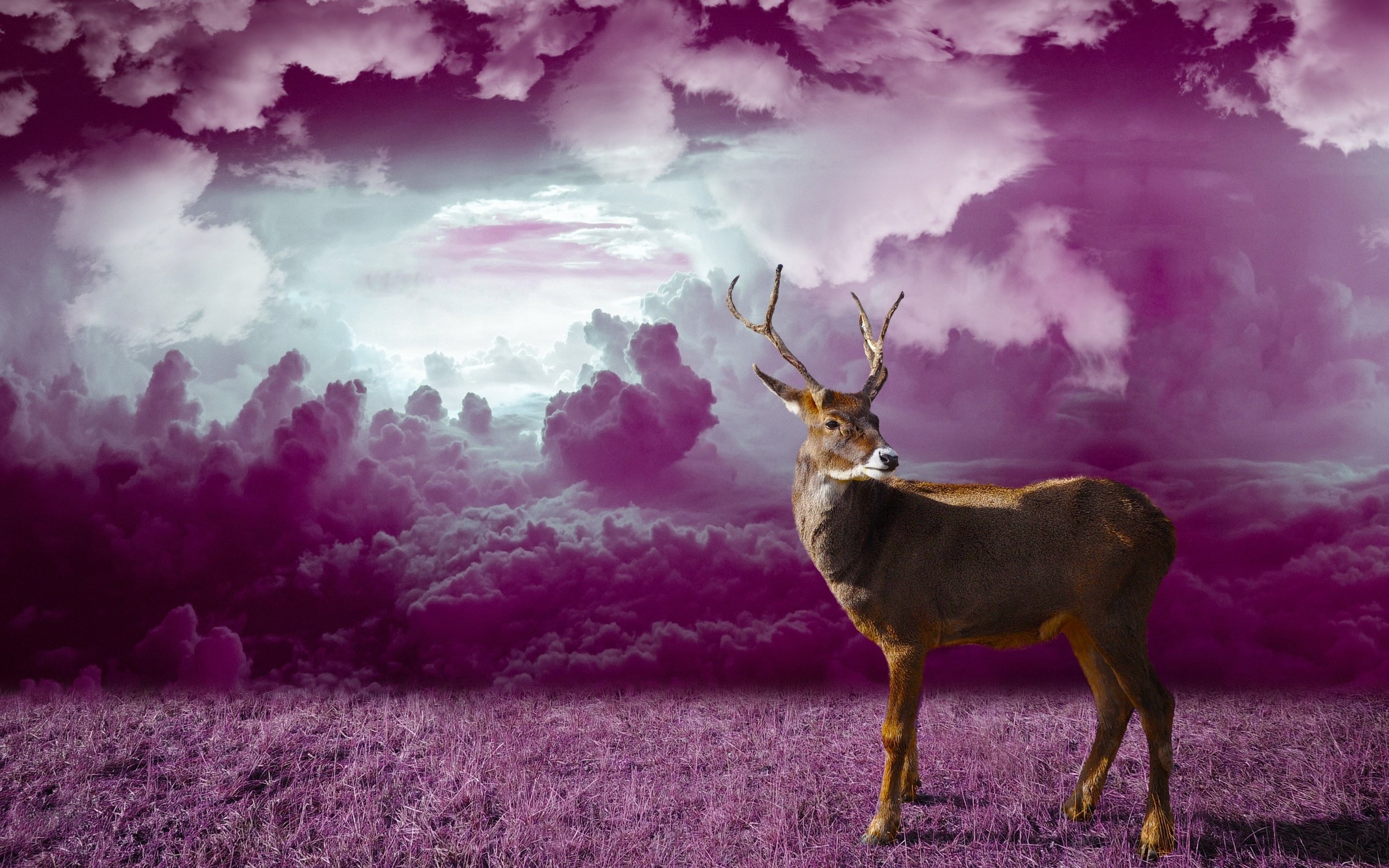 Обои трава, облака, олень, фотошоп, grass, clouds, deer, photoshop разрешение 3059x2160 Загрузить
