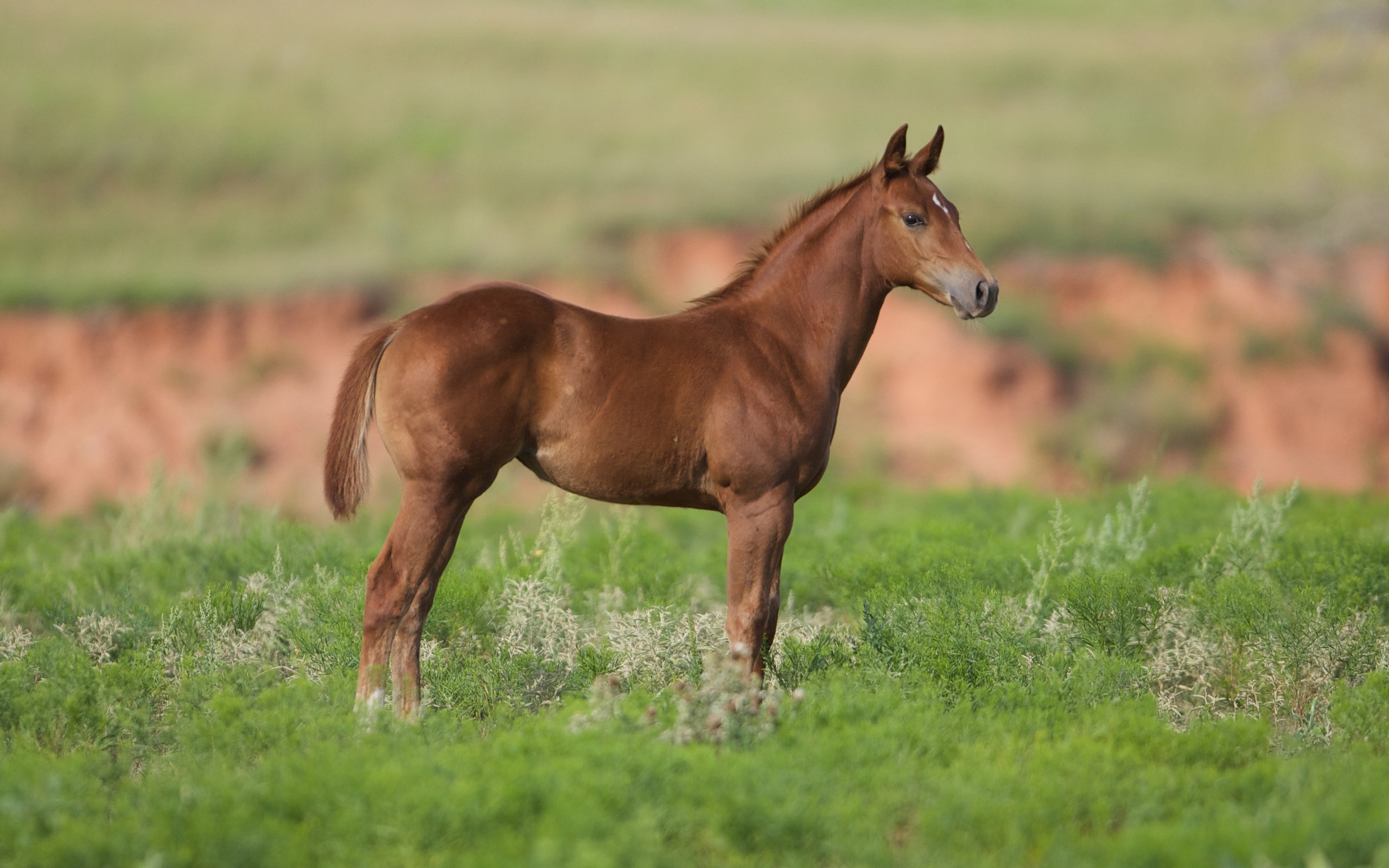 Обои лошадь, трава, конь, жеребенок, cam essick, horse, grass, foal разрешение 2880x1800 Загрузить