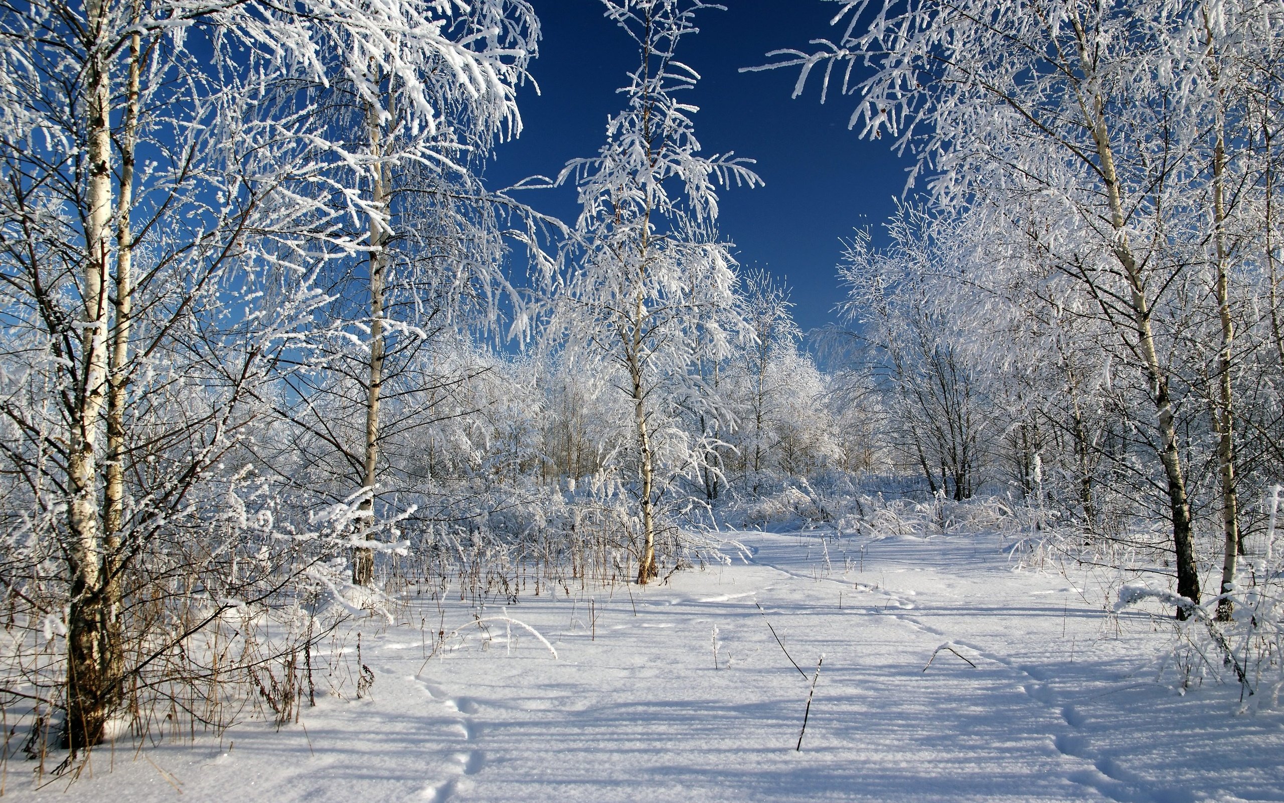 Обои деревья, снег, зима, мороз, россия, следы, trees, snow, winter, frost, russia, traces разрешение 3602x2398 Загрузить
