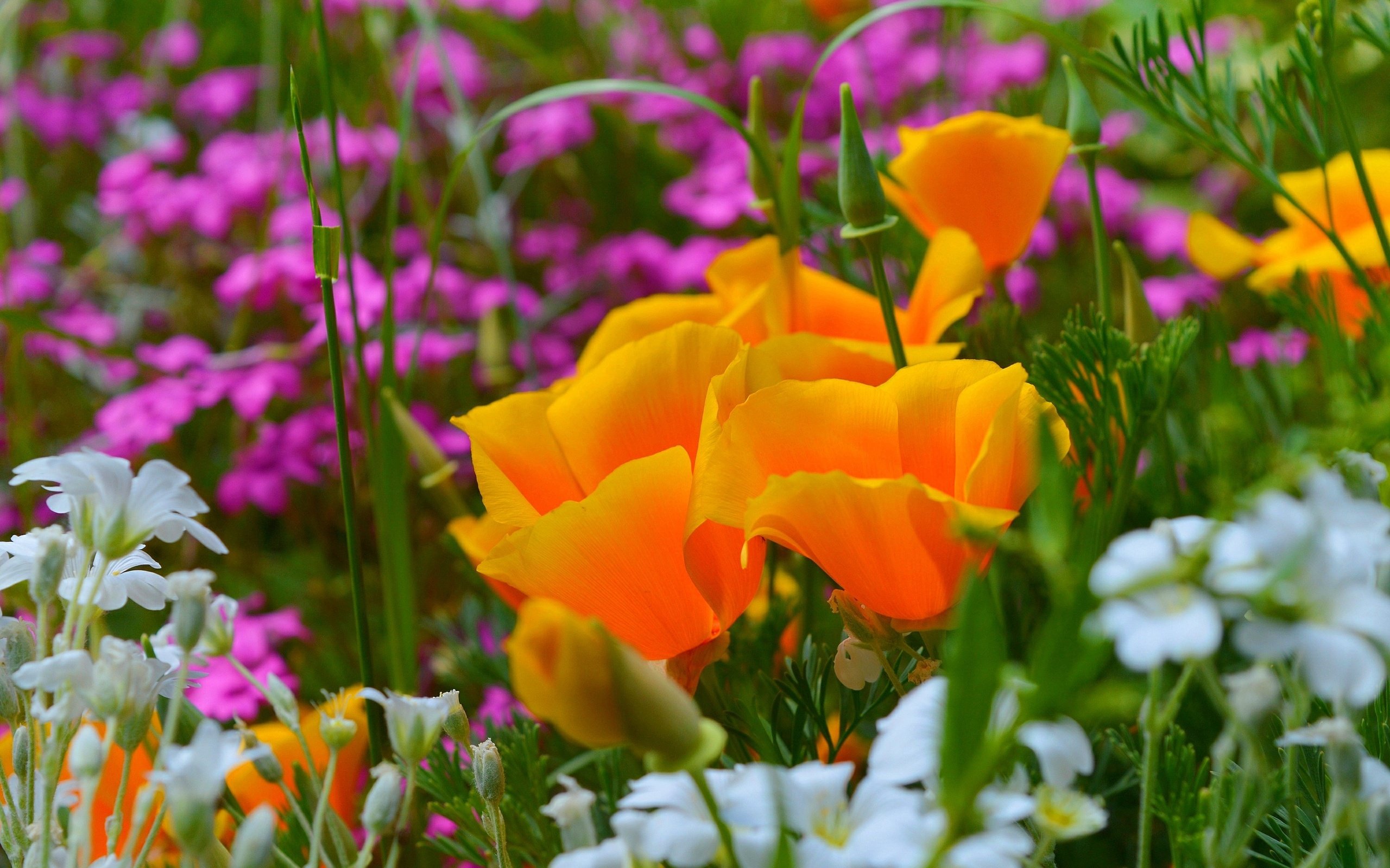Обои цветы, весна, эшшольция, калифорнийский мак, ясколка, flowers, spring, escholzia, california poppy, cerastium разрешение 3000x1892 Загрузить