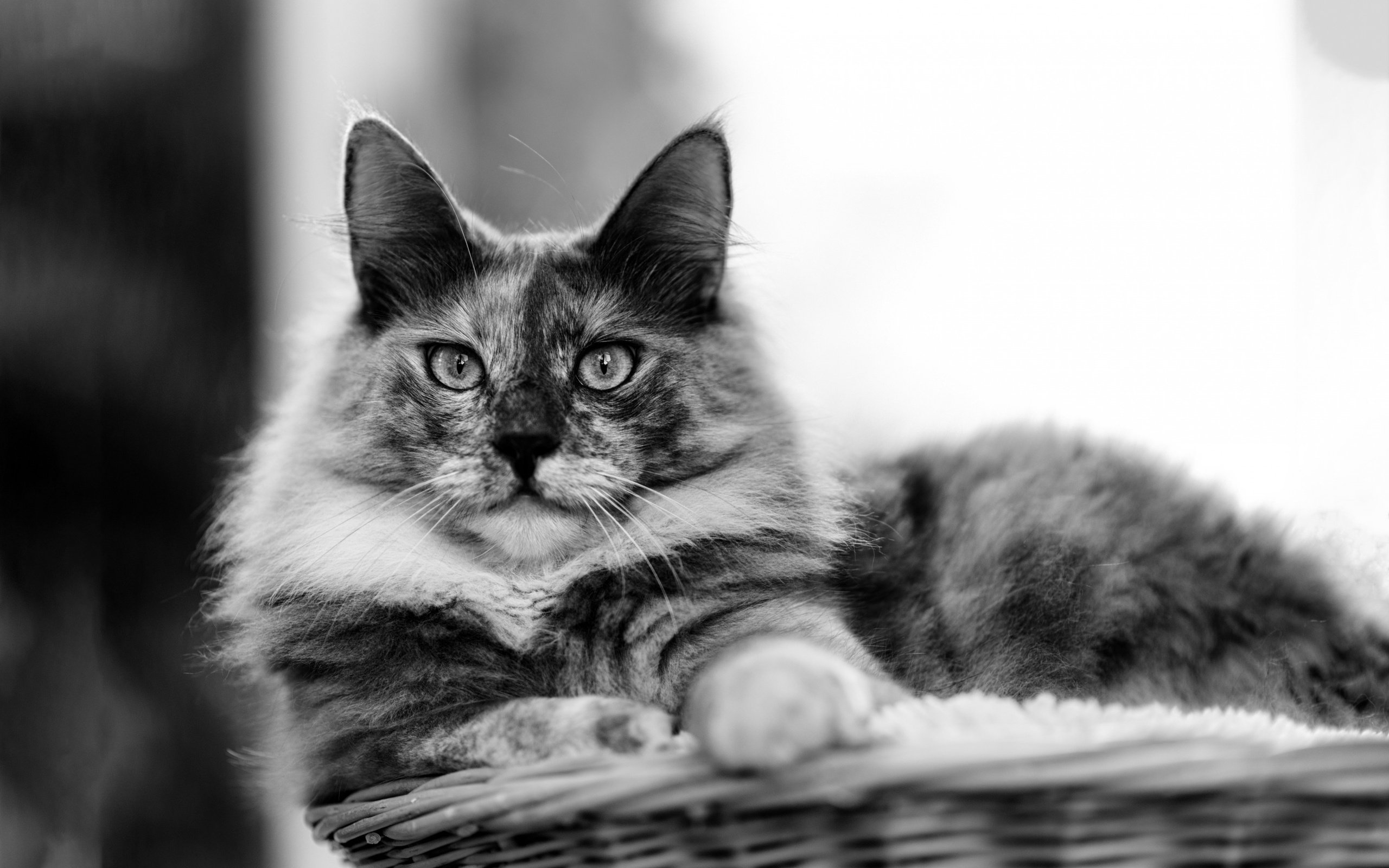 Обои кот, мордочка, усы, кошка, взгляд, чёрно-белое, cat, muzzle, mustache, look, black and white разрешение 2880x1800 Загрузить
