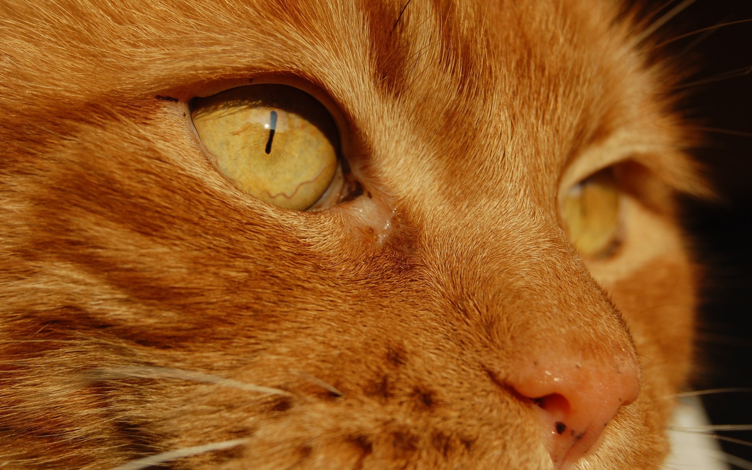 Рыжий кот глаза