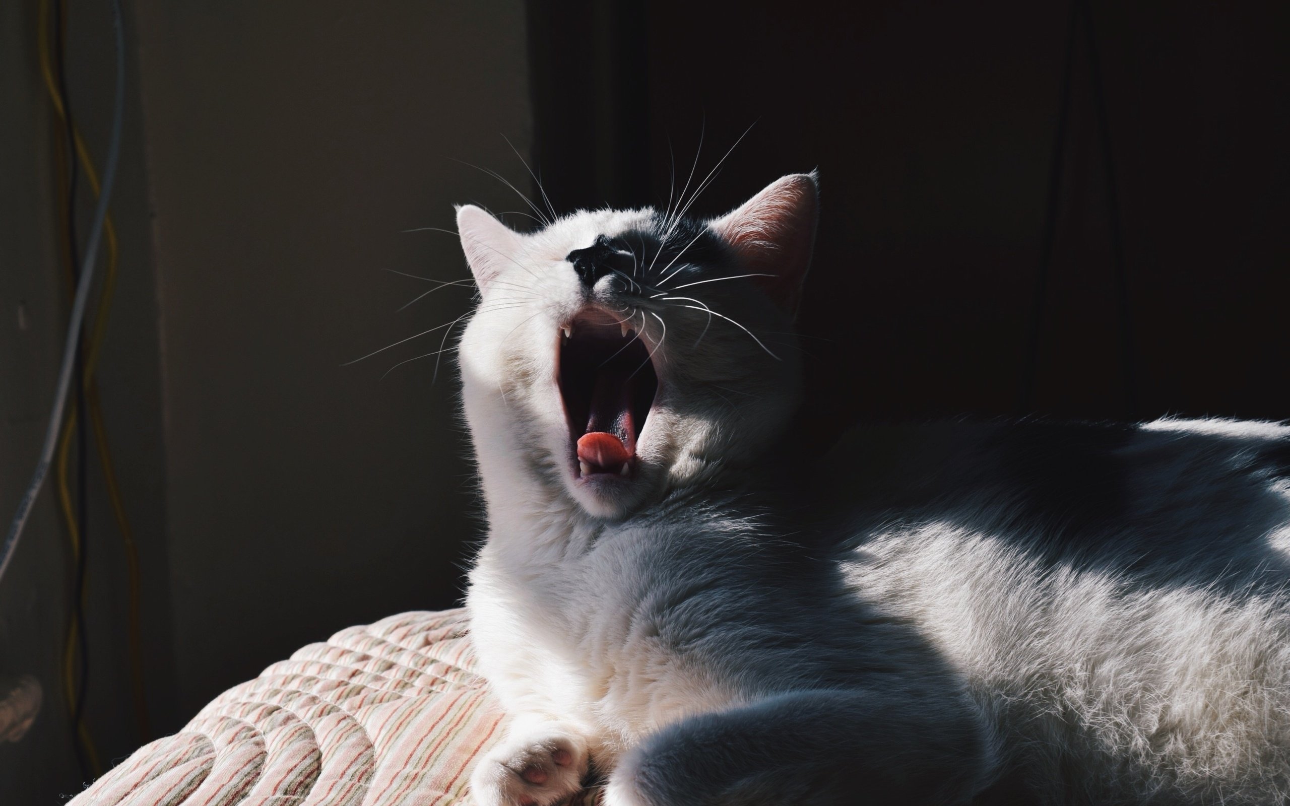 Обои кот, мордочка, усы, кошка, белый, зевает, cat, muzzle, mustache, white, yawns разрешение 2592x1728 Загрузить