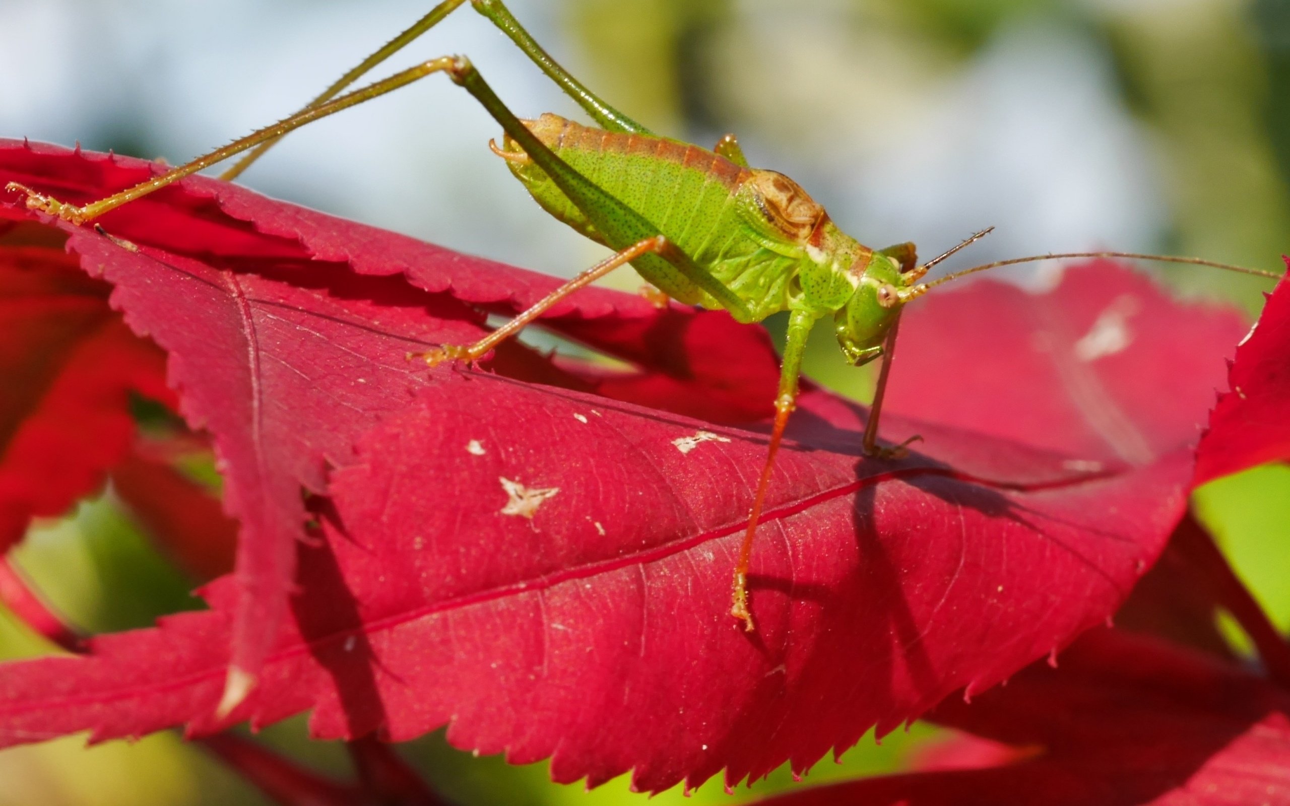 Обои природа, листья, насекомое, кузнечик, nature, leaves, insect, grasshopper разрешение 3840x2160 Загрузить