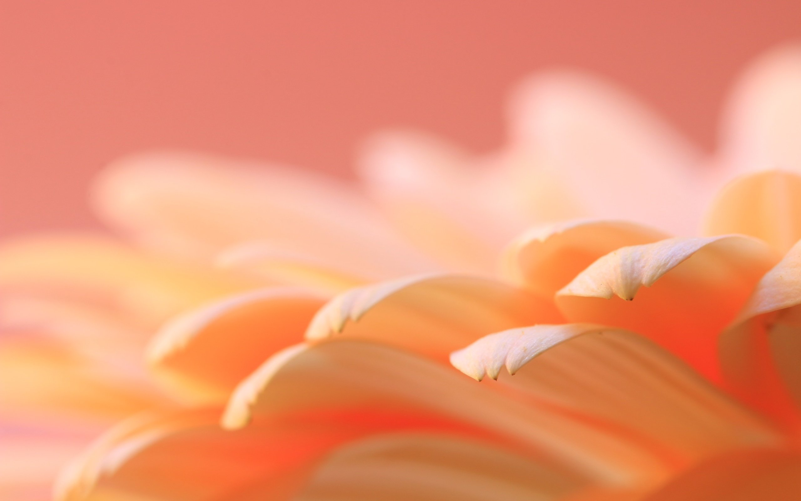 Обои макро, цветок, лепестки, гербера, macro, flower, petals, gerbera разрешение 5472x3648 Загрузить