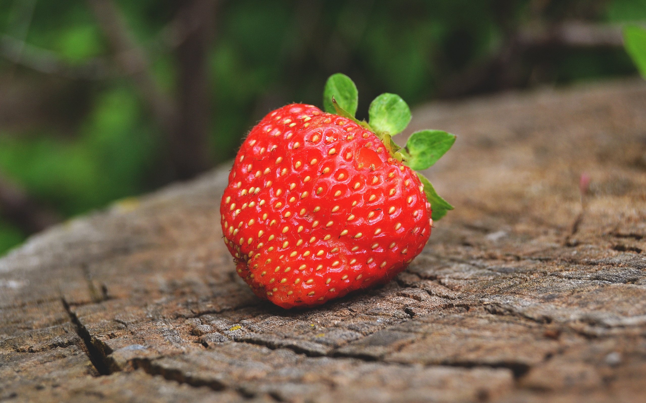 Обои макро, лето, ягода, клубника, пень, macro, summer, berry, strawberry, stump разрешение 4608x3072 Загрузить