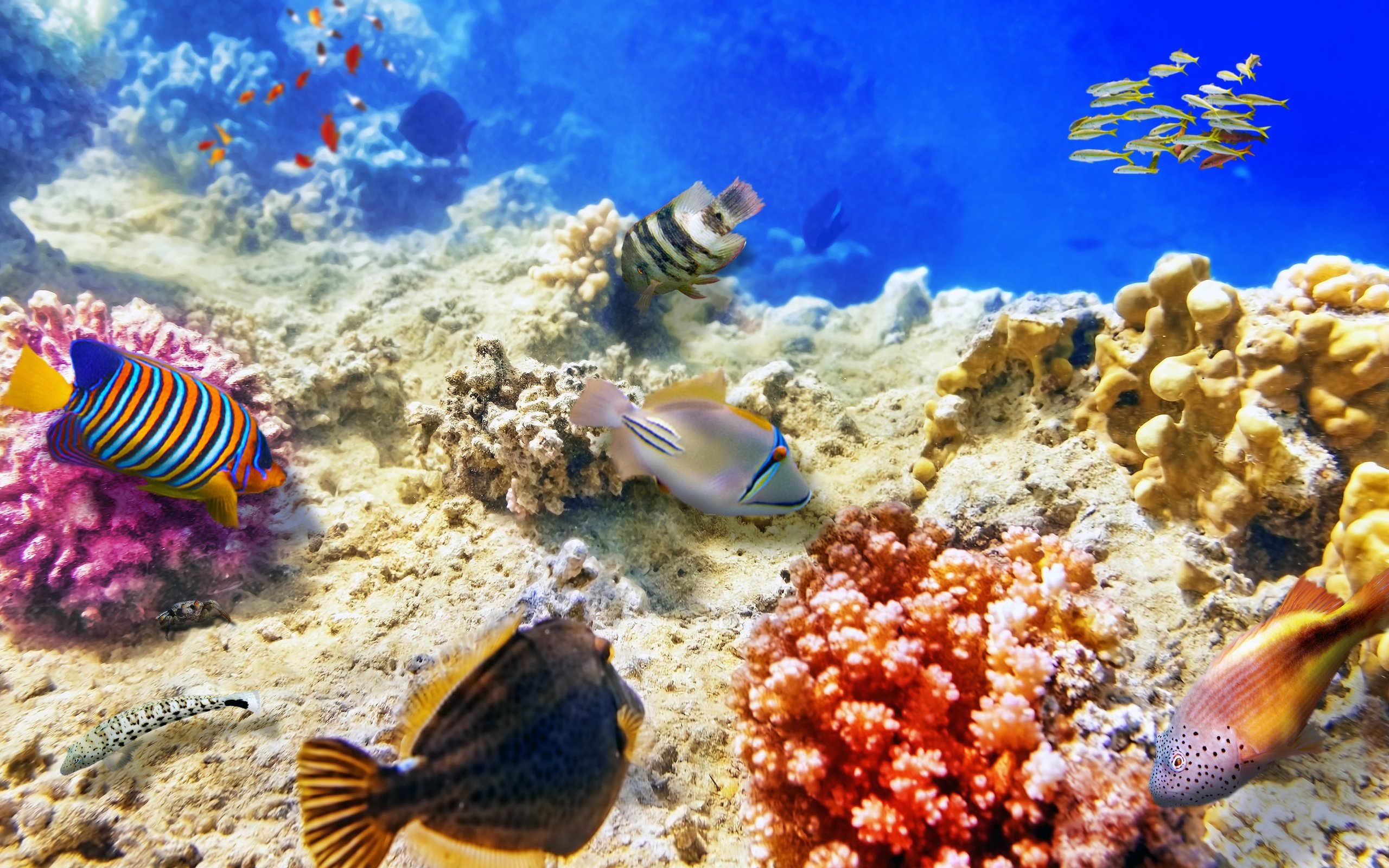 Обои море, рыбы, дно, кораллы, подводный мир, sea, fish, the bottom, corals, underwater world разрешение 3000x2000 Загрузить
