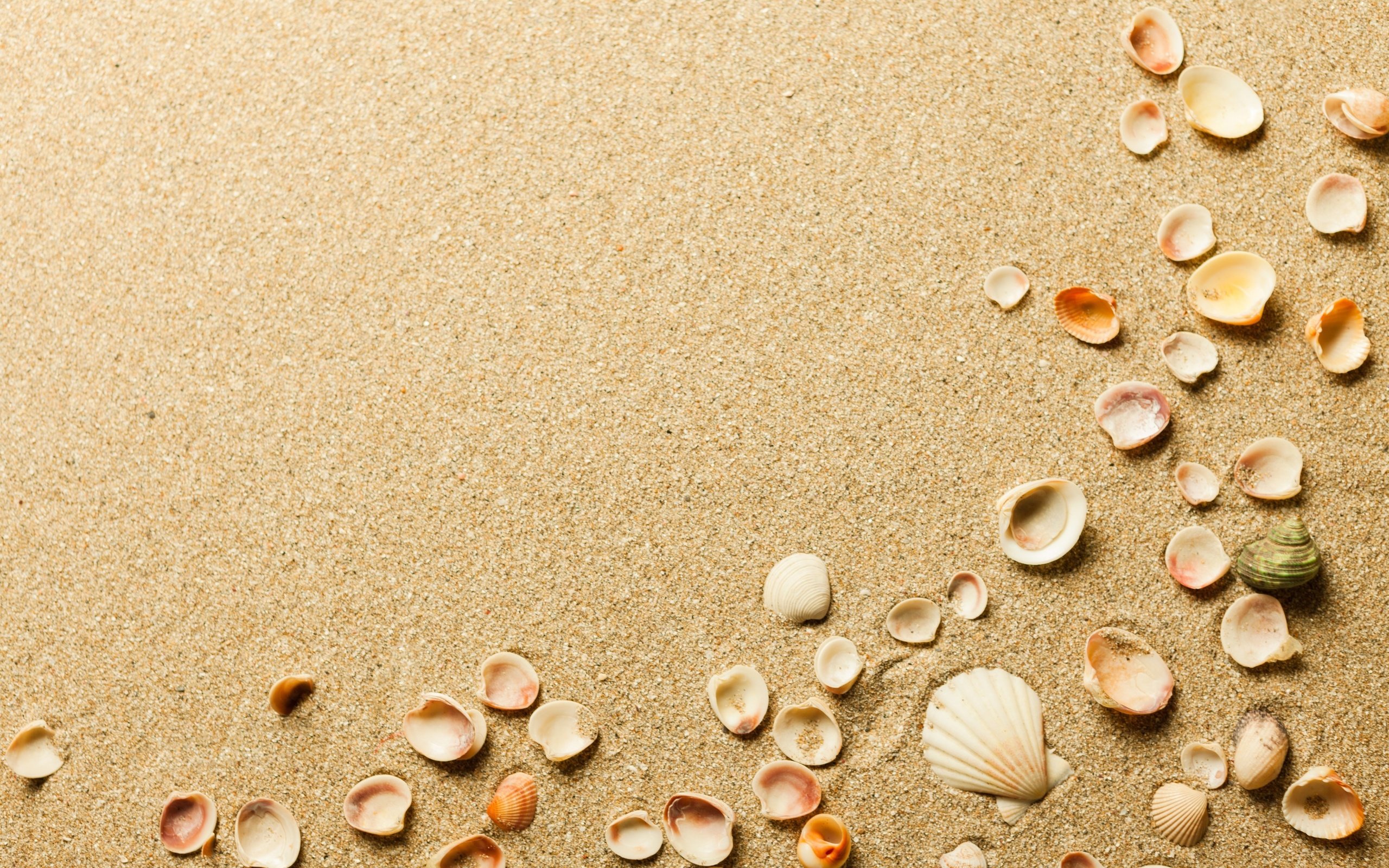 Обои песок, пляж, ракушки, sand, beach, shell разрешение 3840x2560 Загрузить