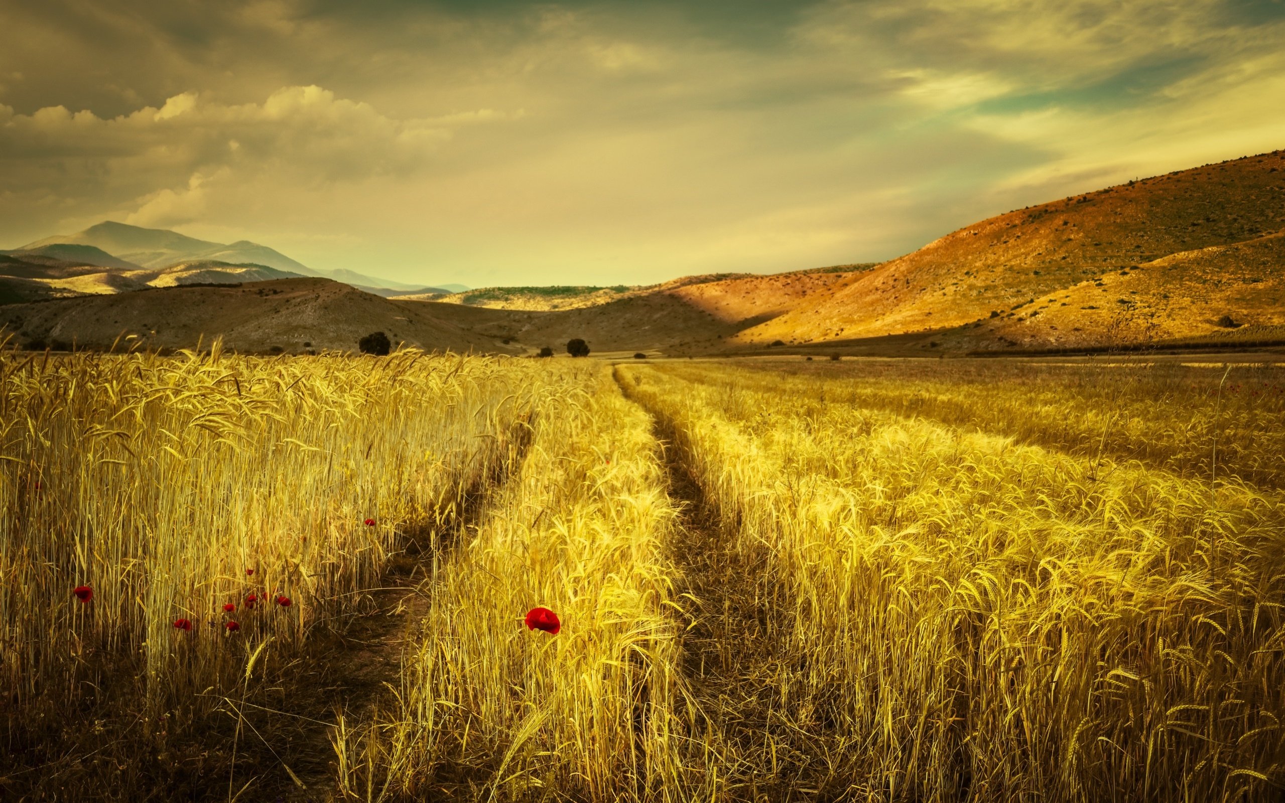 Обои небо, облака, горы, поле, лето, маки, колосья, the sky, clouds, mountains, field, summer, maki, ears разрешение 2560x1707 Загрузить