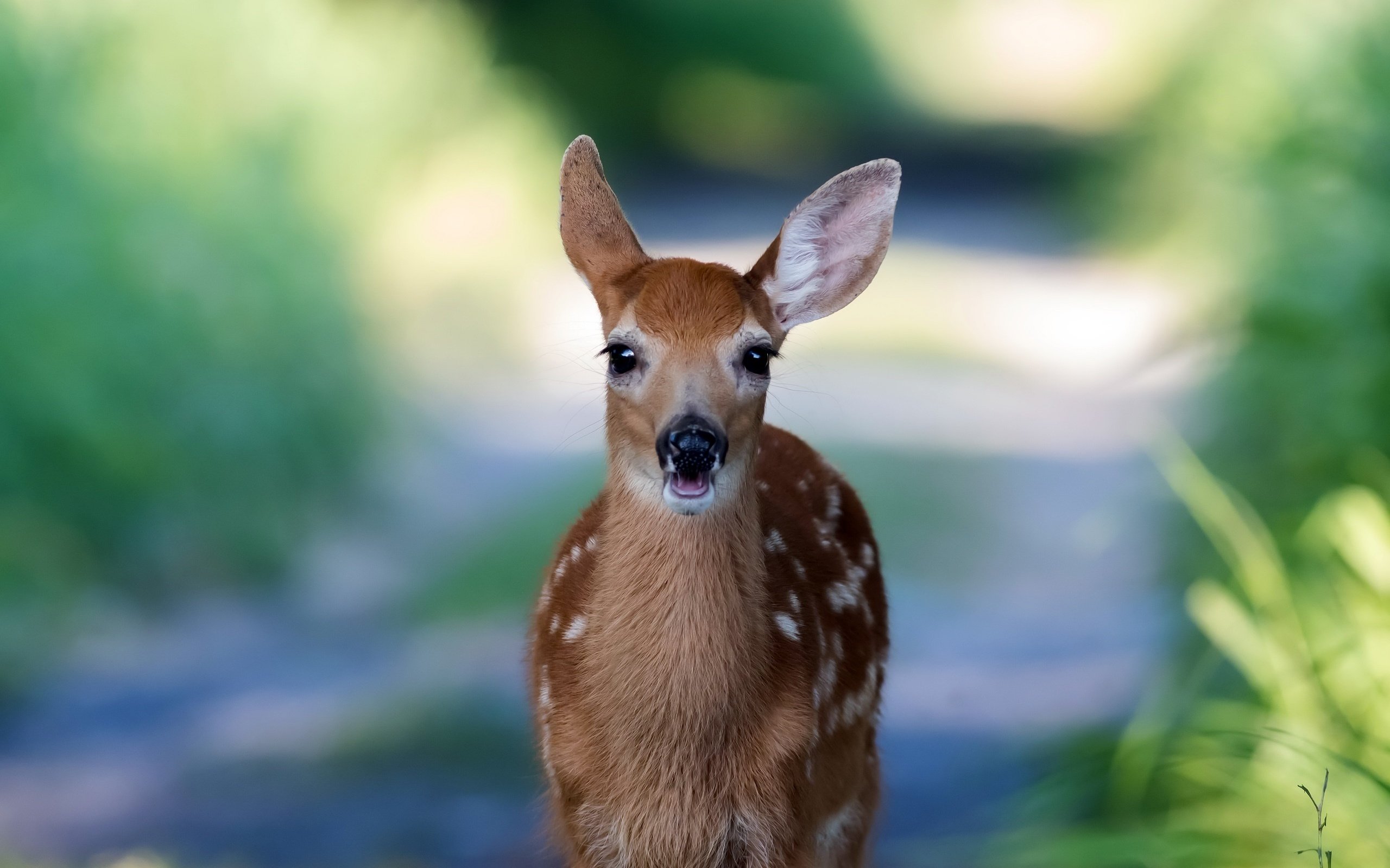 Обои природа, олень, фон, мордочка, взгляд, косуля, олененок, nature, deer, background, muzzle, look, roe, fawn разрешение 2560x1706 Загрузить