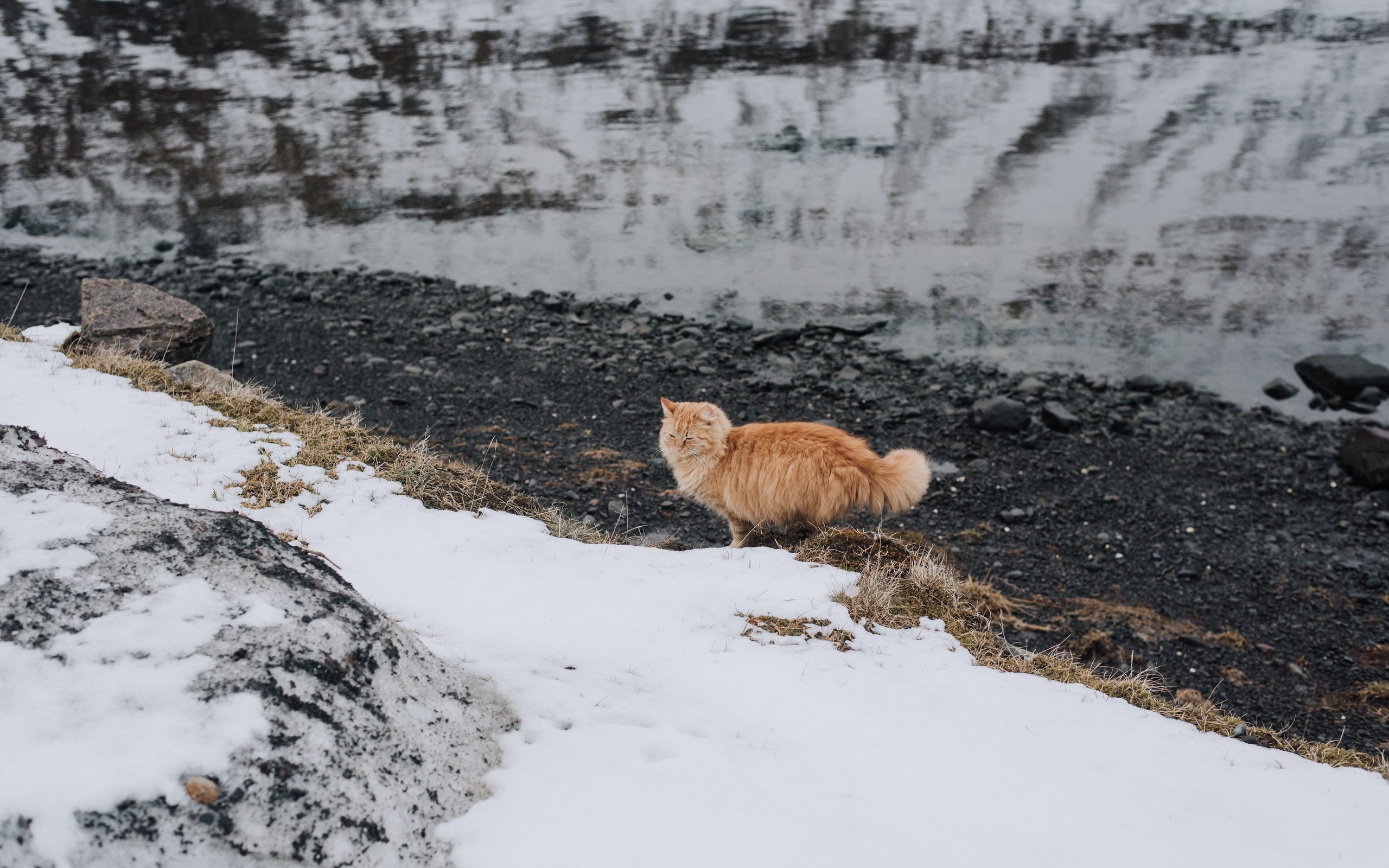 Обои снег, кот, мордочка, усы, кошка, взгляд, рыжий, snow, cat, muzzle, mustache, look, red разрешение 7360x4912 Загрузить