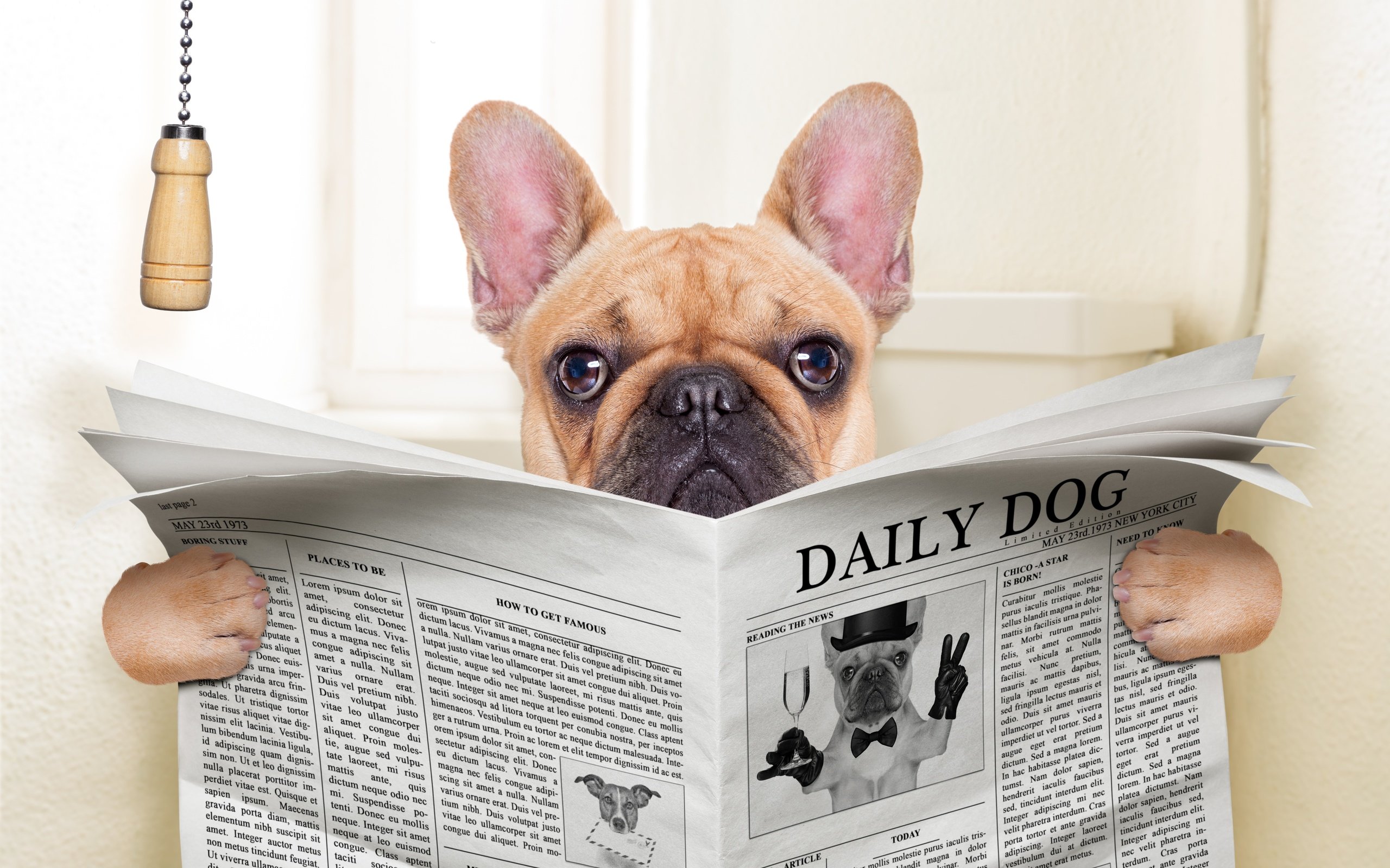 Обои собака, юмор, газета, пес, мопс, dog, humor, newspaper, pug разрешение 3840x2880 Загрузить