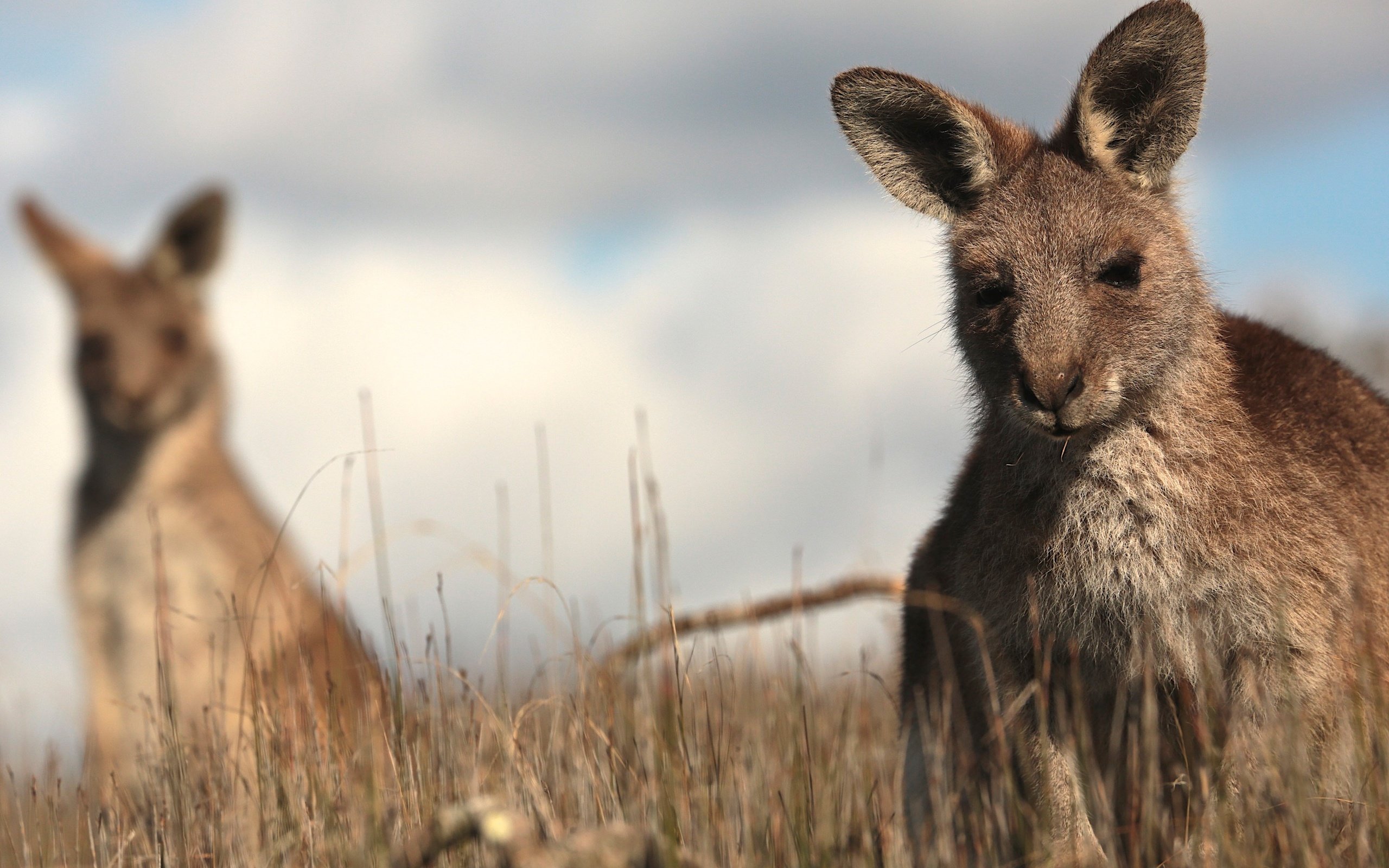 Обои трава, кенгуру, grass, kangaroo разрешение 2880x1920 Загрузить