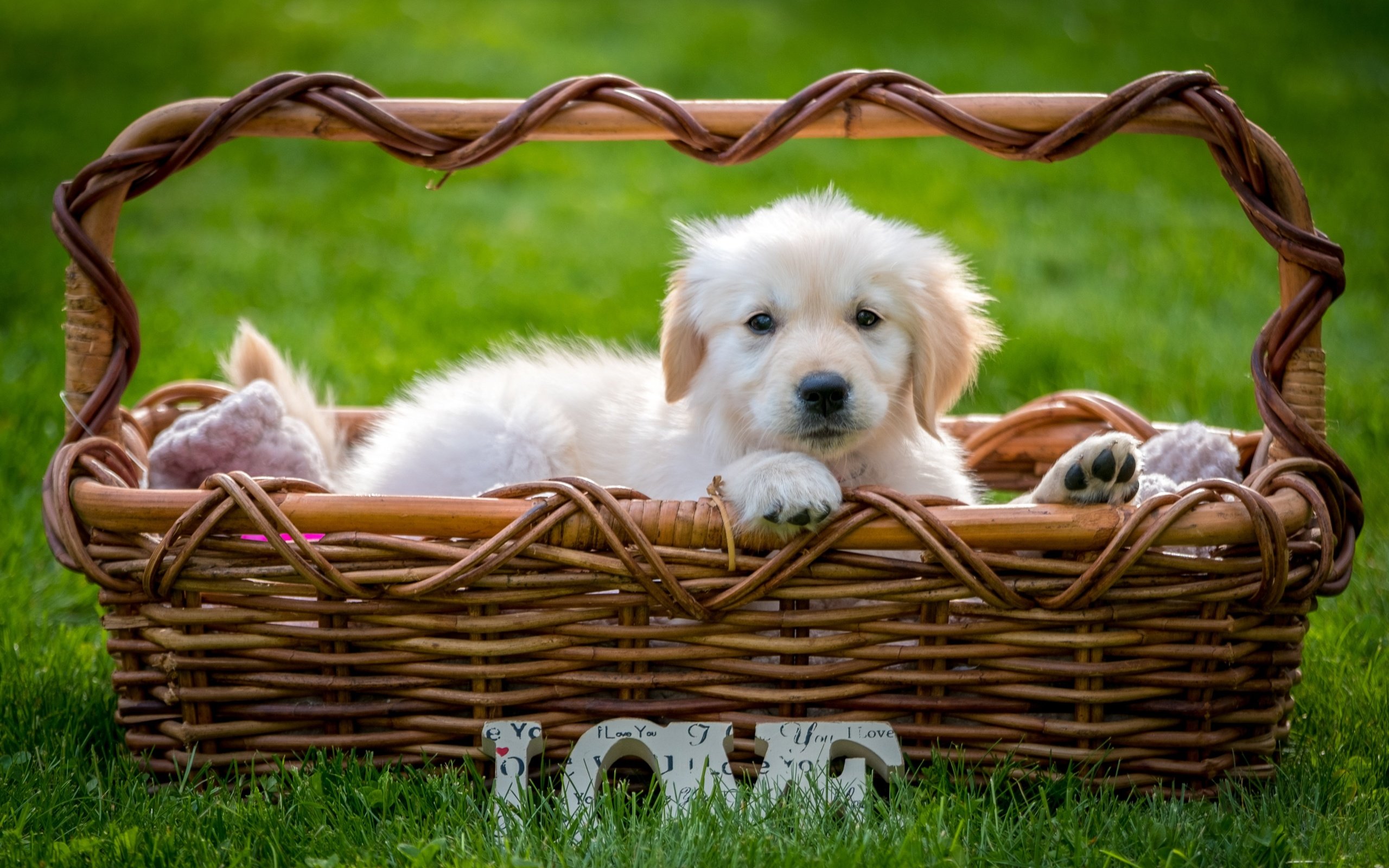 Обои трава, взгляд, собака, щенок, корзина, золотистый ретривер, grass, look, dog, puppy, basket, golden retriever разрешение 3000x2000 Загрузить