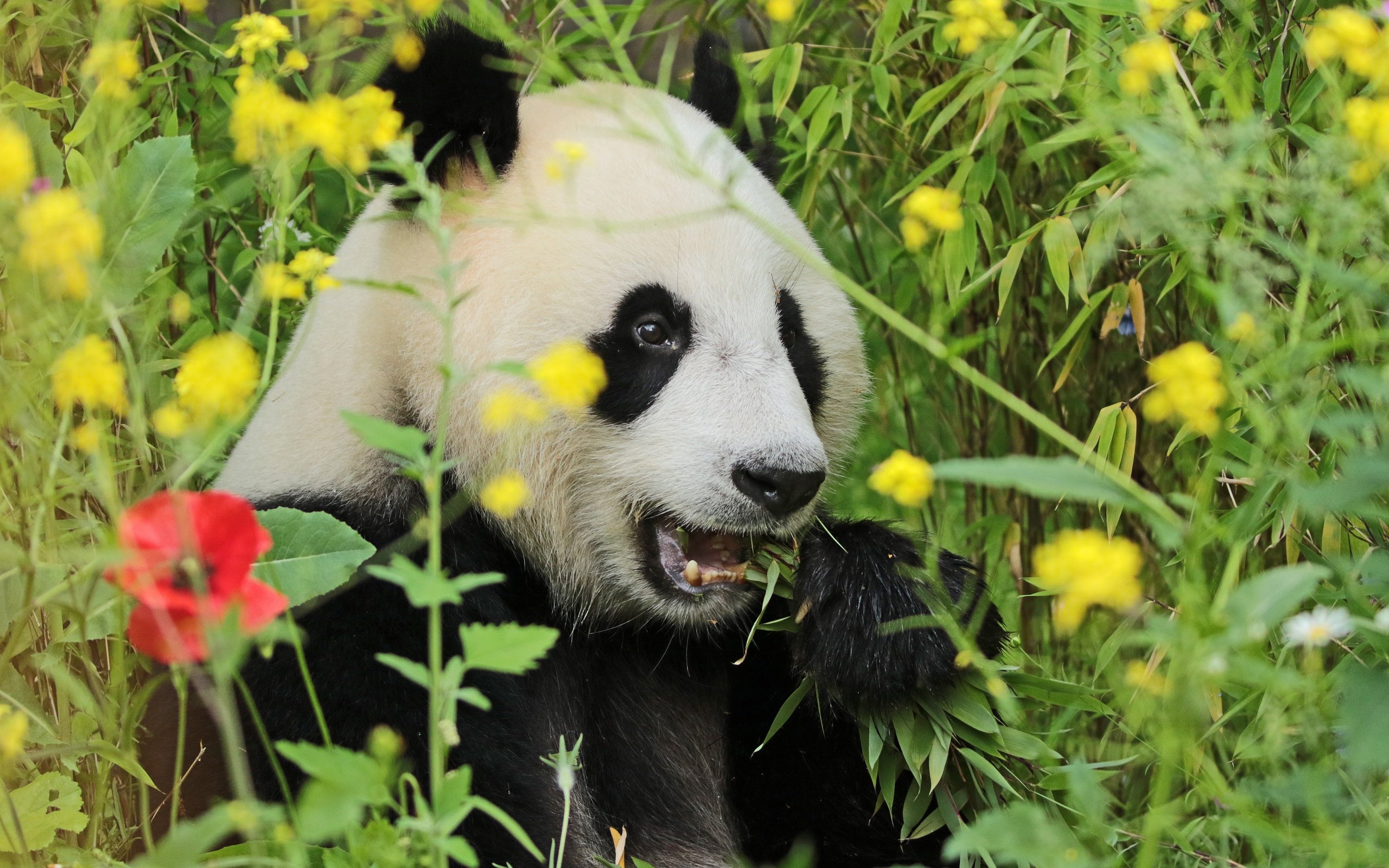 Обои морда, цветы, трава, зелень, взгляд, панда, face, flowers, grass, greens, look, panda разрешение 5136x3464 Загрузить