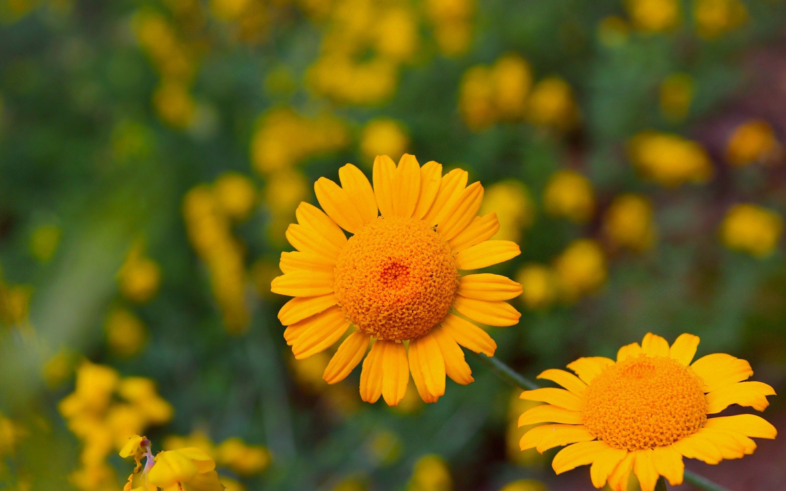 Обои цветы, лепестки, желтые цветы, антемис, пупавка, flowers, petals, yellow flowers, anthemis, chamomile разрешение 3000x1864 Загрузить