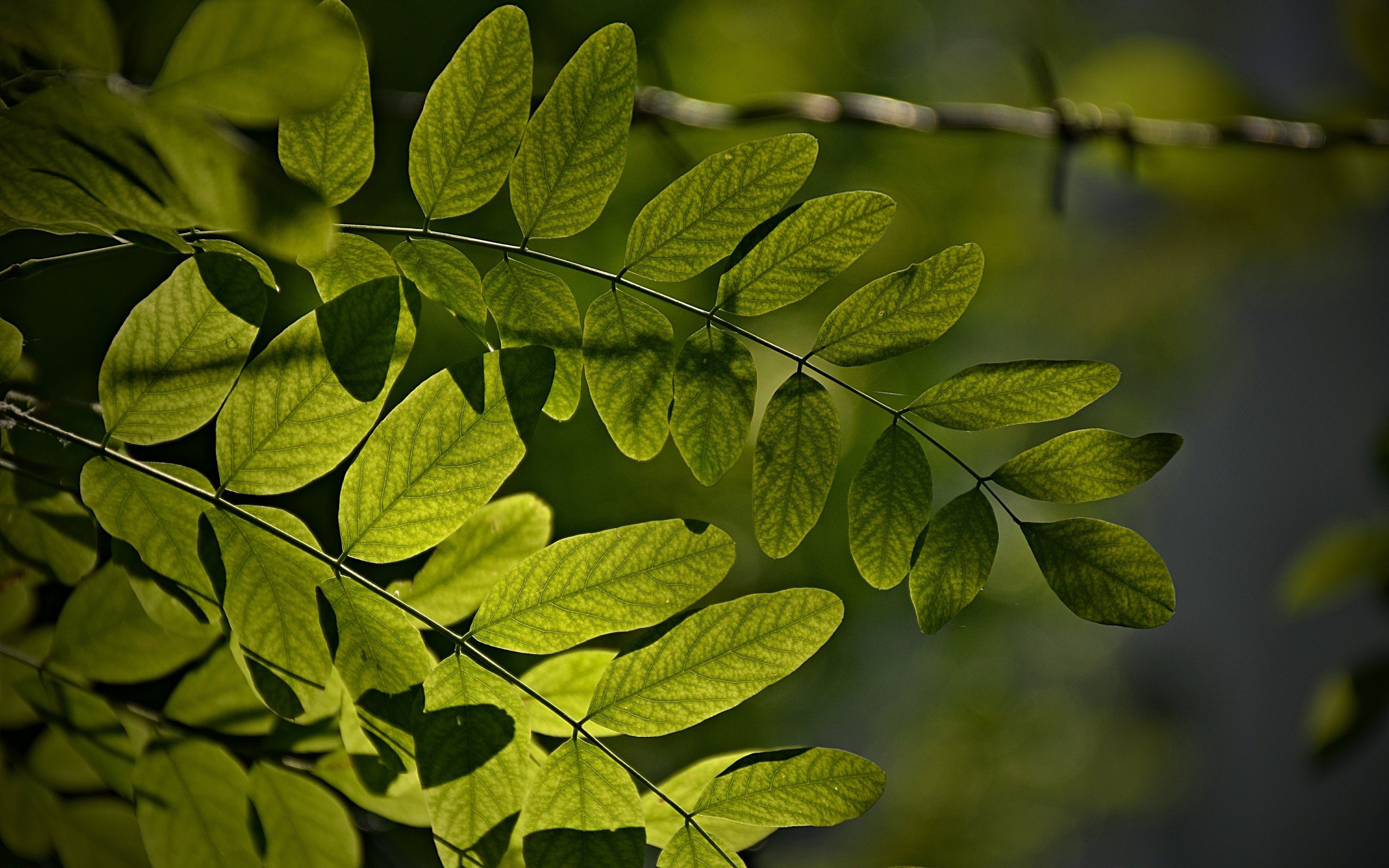 Обои листья, макро, ветки, зеленые листья, leaves, macro, branches, green leaves разрешение 6000x4000 Загрузить