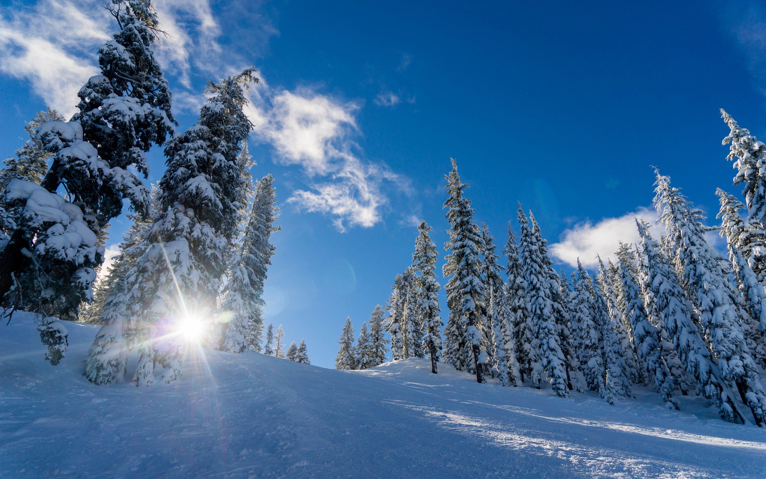 Обои небо, облака, деревья, солнце, снег, природа, лес, зима, the sky, clouds, trees, the sun, snow, nature, forest, winter разрешение 3840x2400 Загрузить