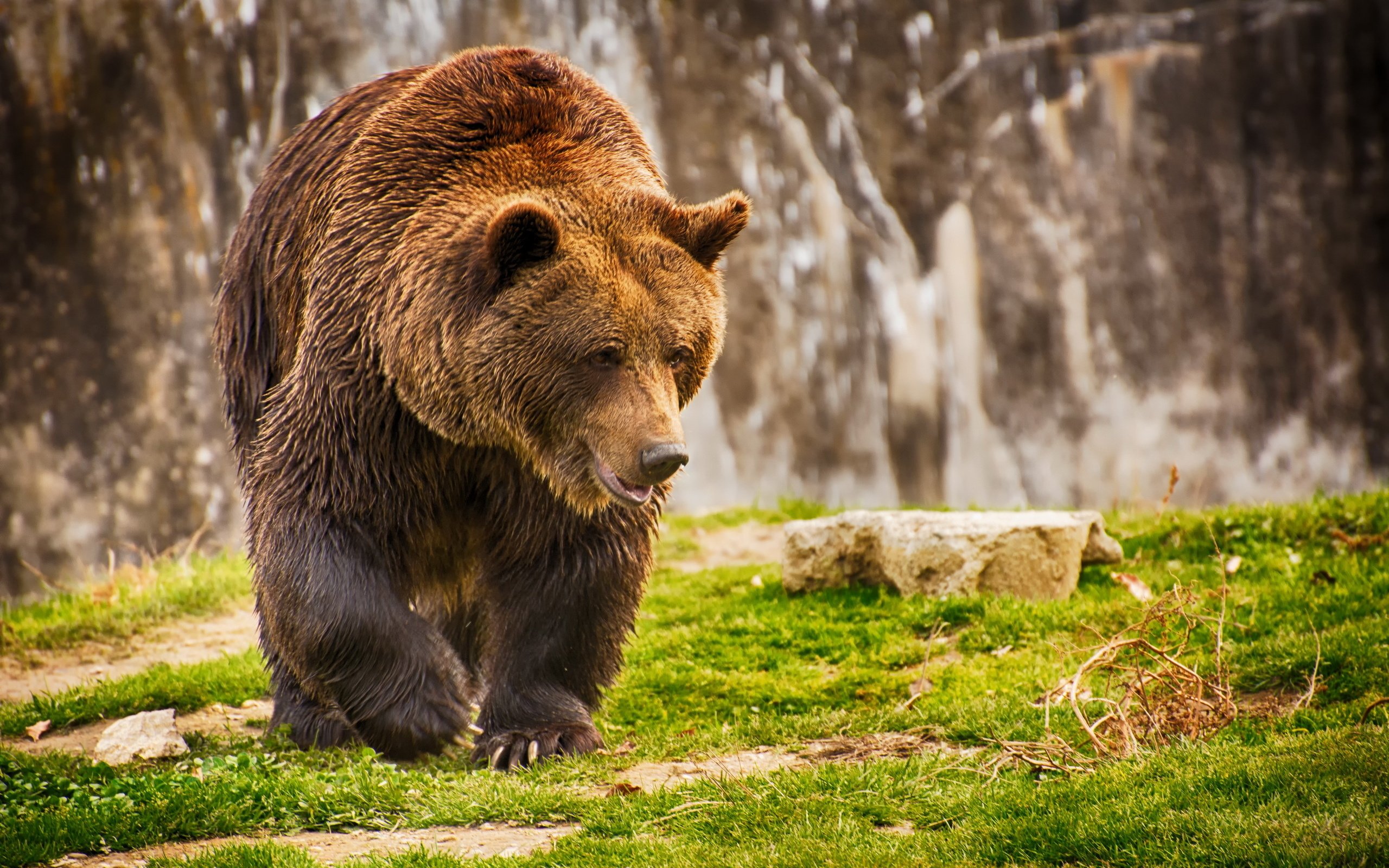 Обои морда, трава, лапы, медведь, мокрый, бурый медведь, face, grass, paws, bear, wet, brown bear разрешение 2560x1707 Загрузить