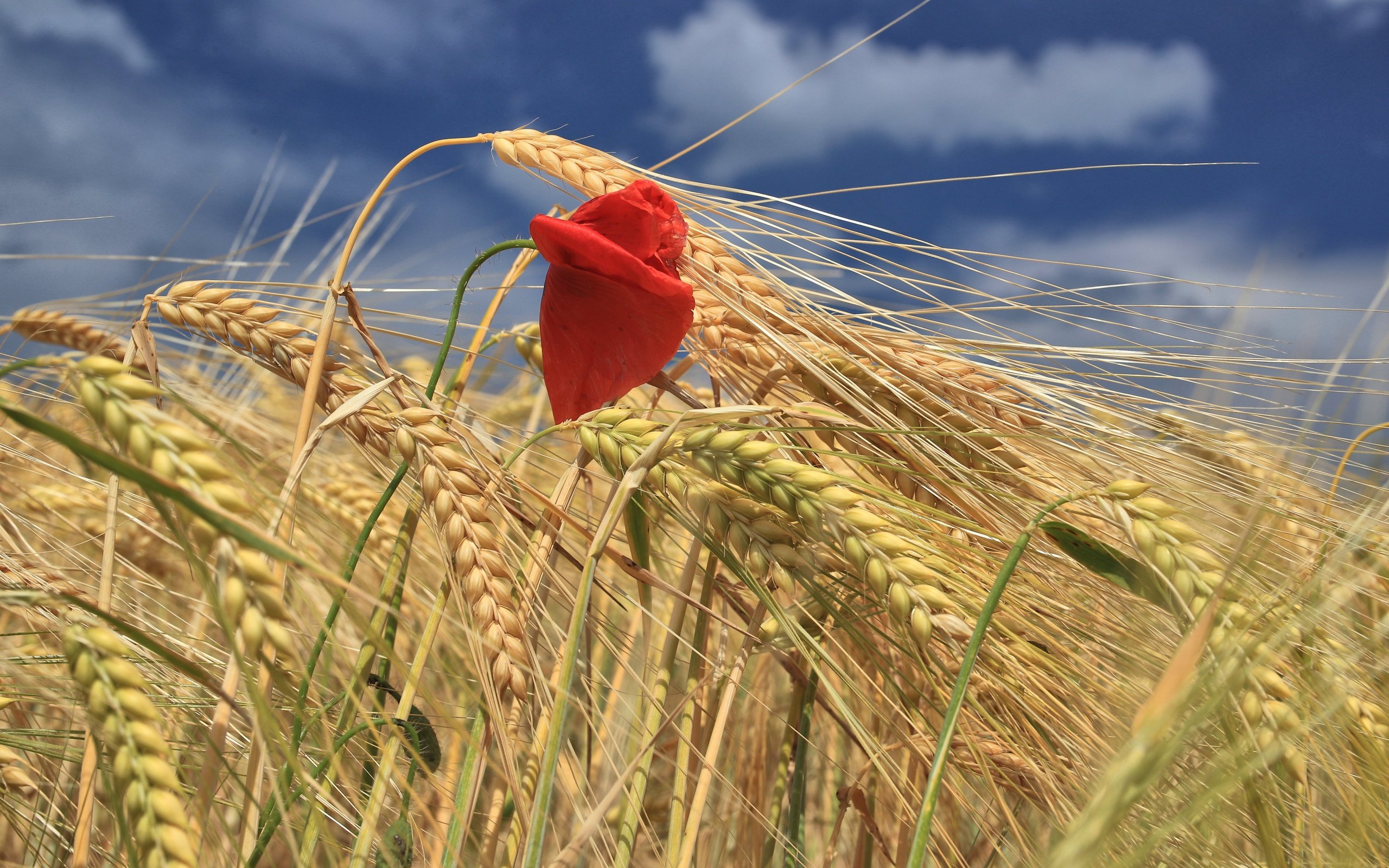 Обои небо, облака, цветок, поле, красный, мак, колосья, пшеница, the sky, clouds, flower, field, red, mac, ears, wheat разрешение 5472x3648 Загрузить