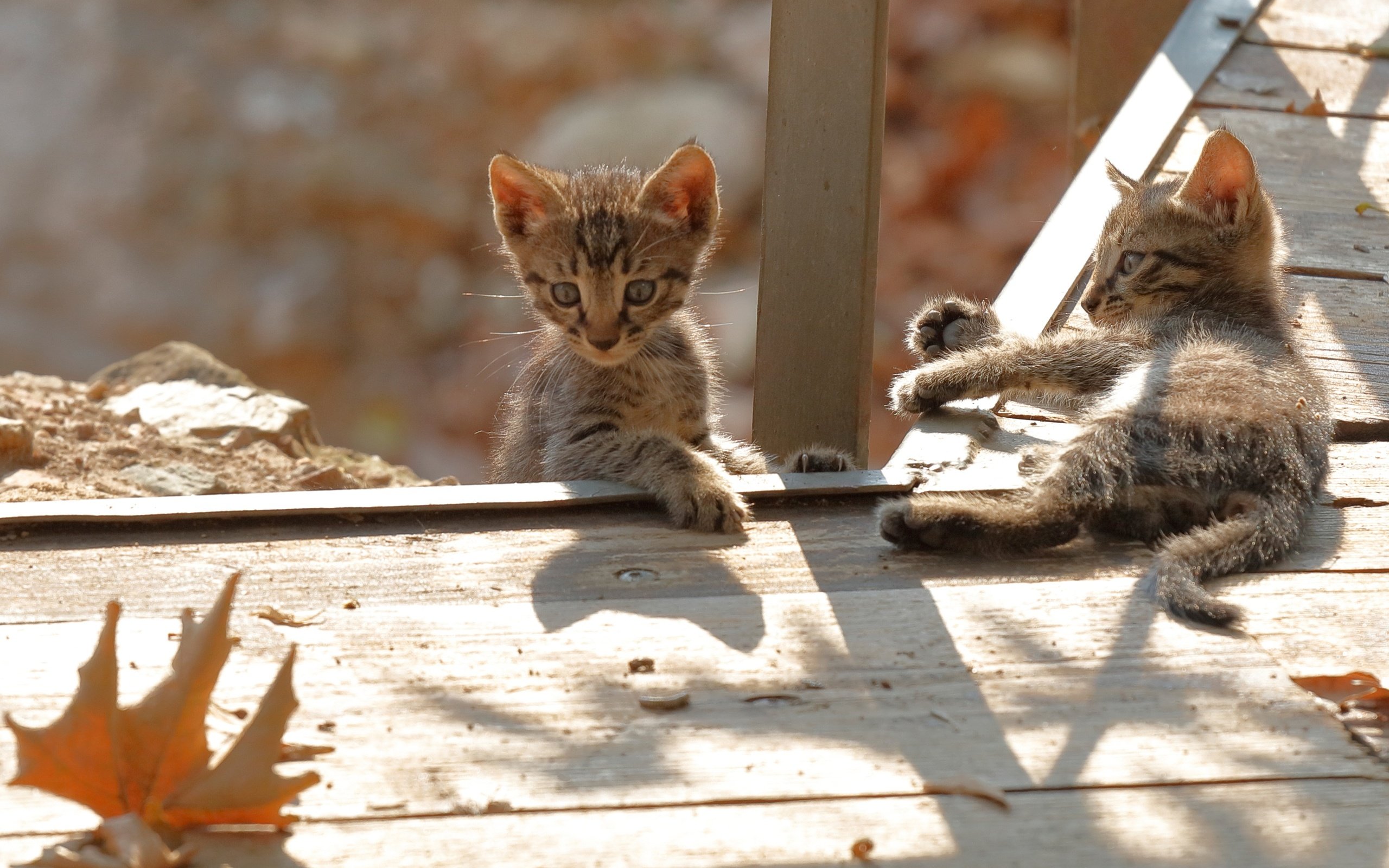 Обои листья, взгляд, осень, коты, кошки, малыши, котята, мордочки, leaves, look, autumn, cats, kids, kittens, faces разрешение 3200x2072 Загрузить