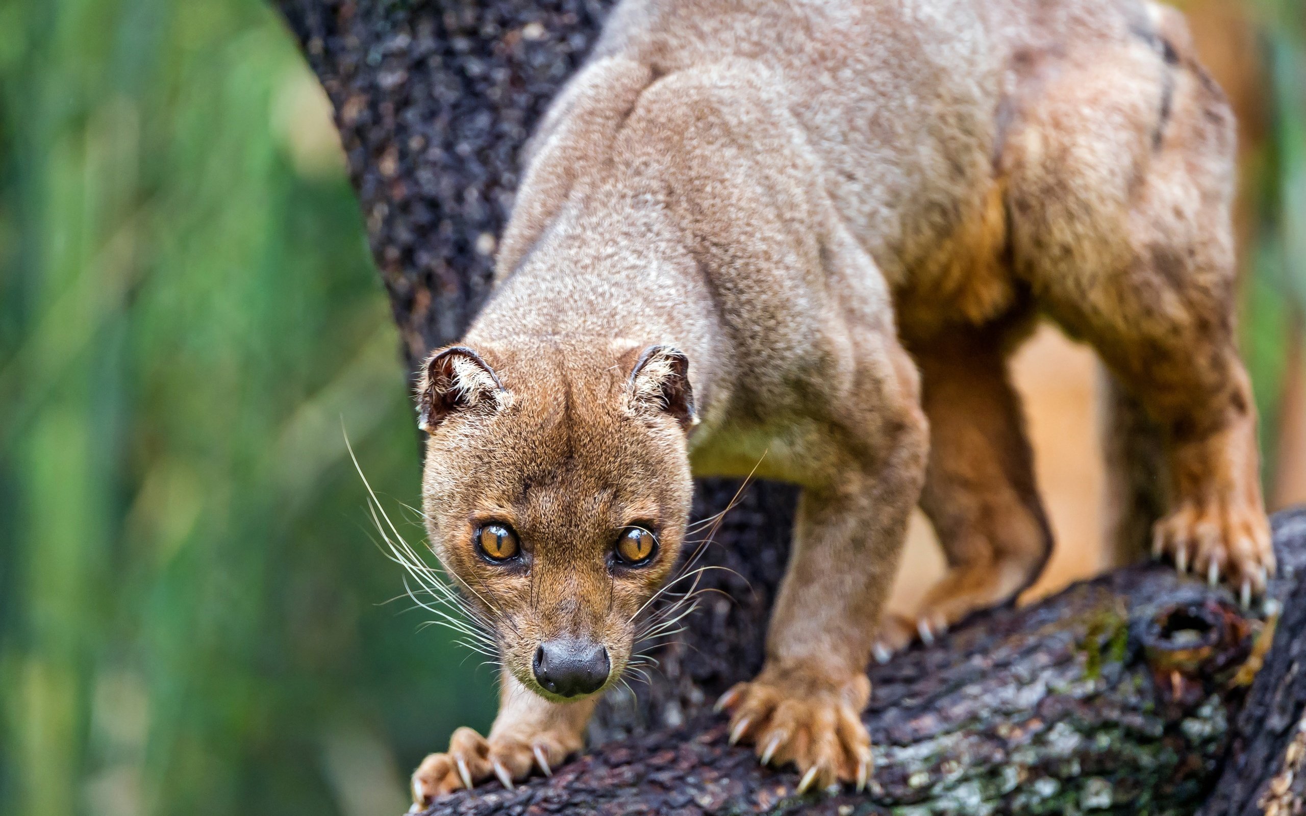 Обои морда, дерево, животные, лапы, когти, зоопарк, фосса, face, tree, animals, paws, claws, zoo, fossa разрешение 4496x2529 Загрузить