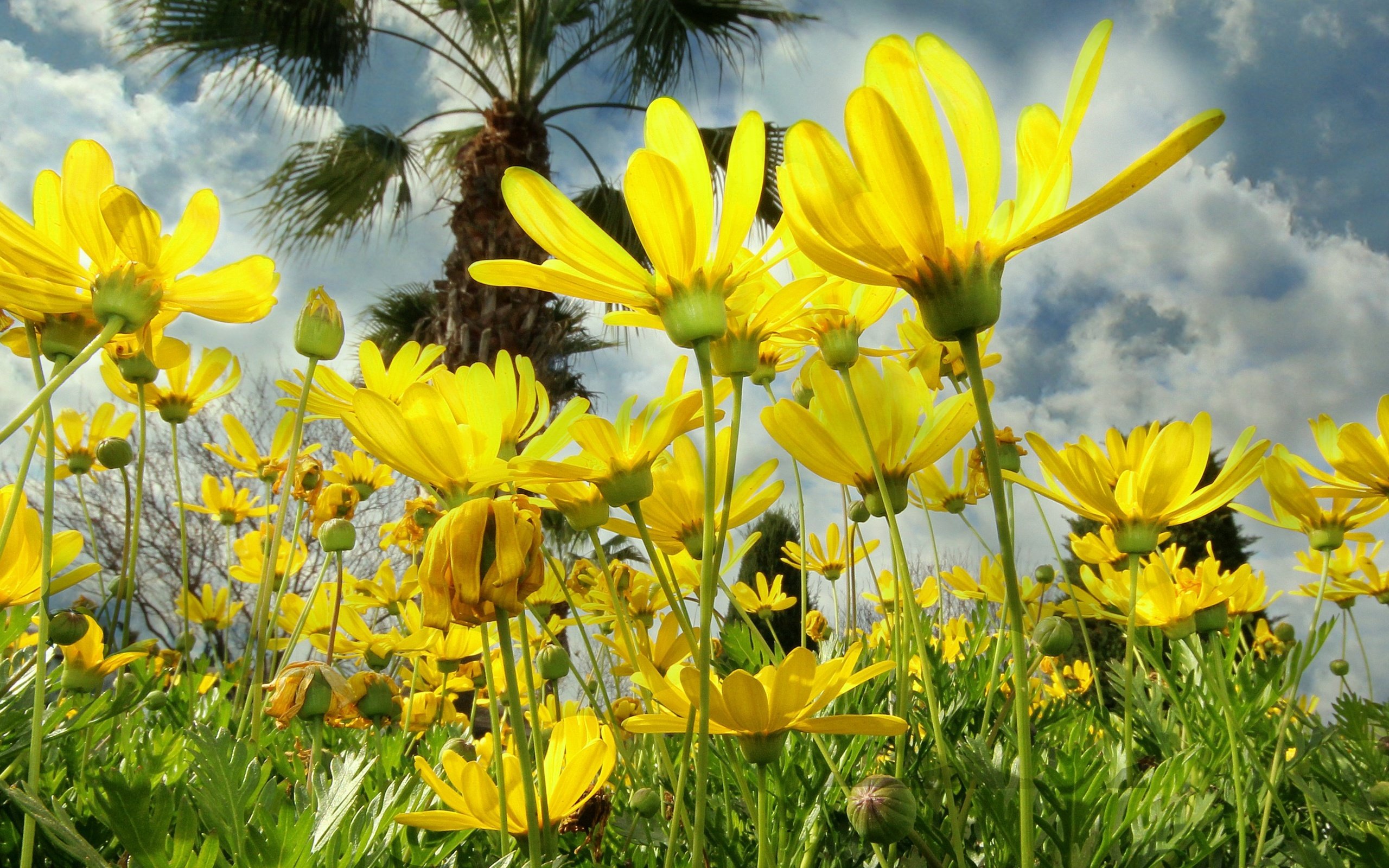 Обои небо, облака, природа, лепестки, луг, космея, желтые цветы, the sky, clouds, nature, petals, meadow, kosmeya, yellow flowers разрешение 3946x1860 Загрузить