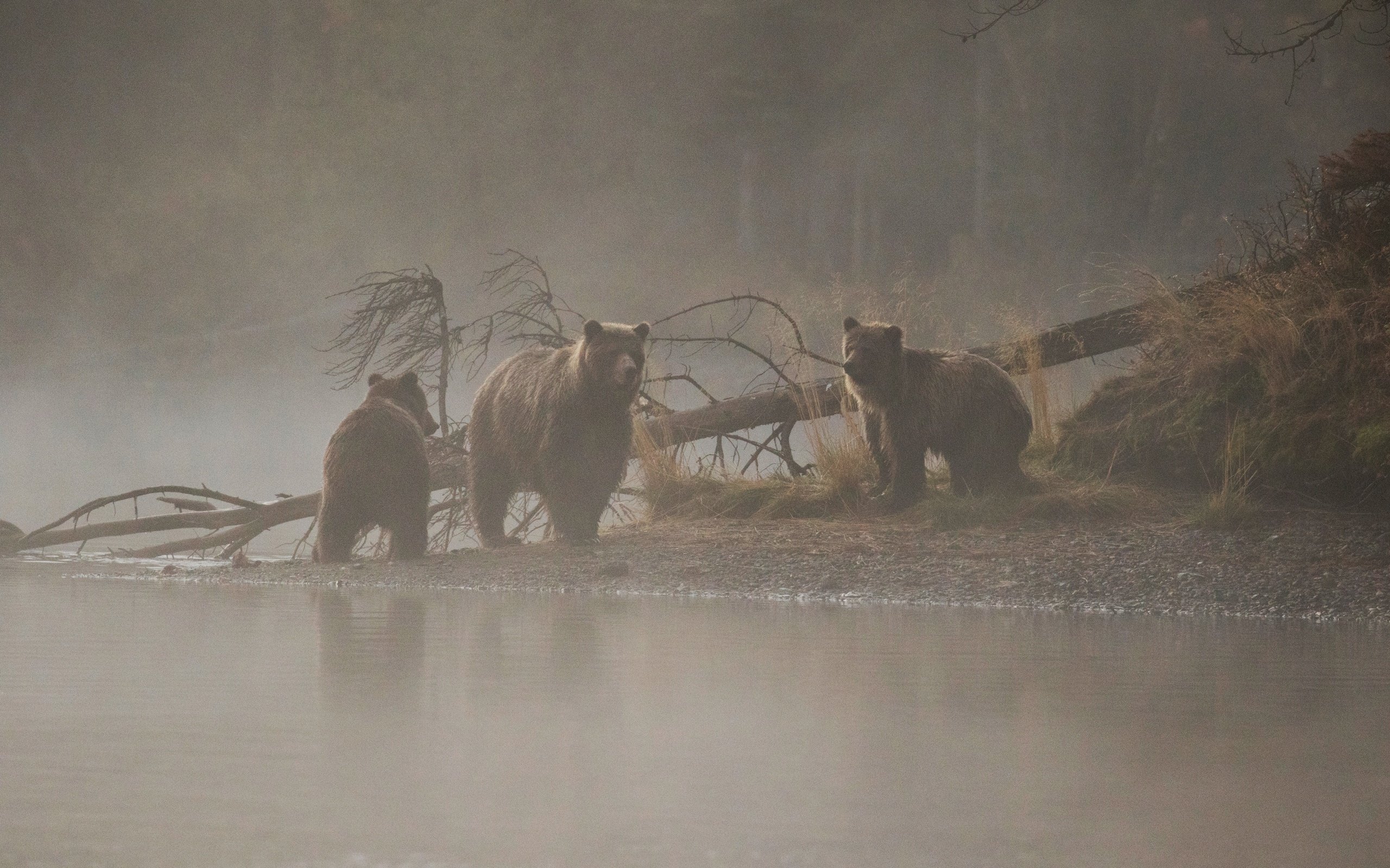 Обои река, дерево, утро, медведи, медведица, медвежата, river, tree, morning, bears, bear разрешение 2560x1707 Загрузить