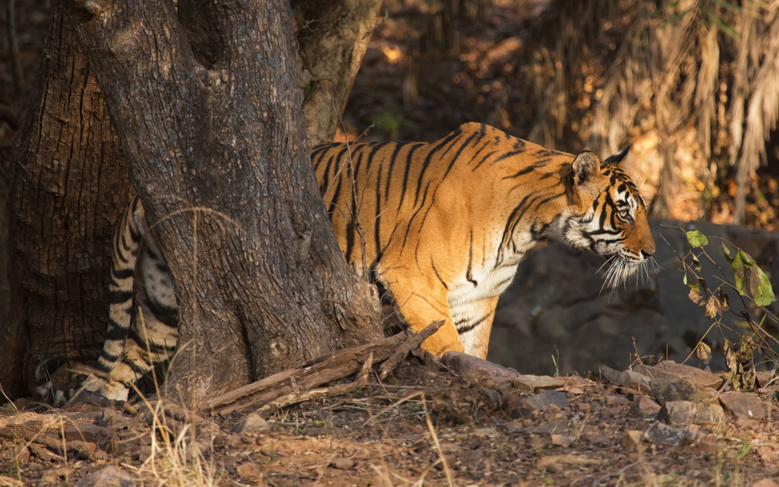 Обои тигр, дерево, хищник, профиль, дикая кошка, tiger, tree, predator, profile, wild cat разрешение 4200x2800 Загрузить