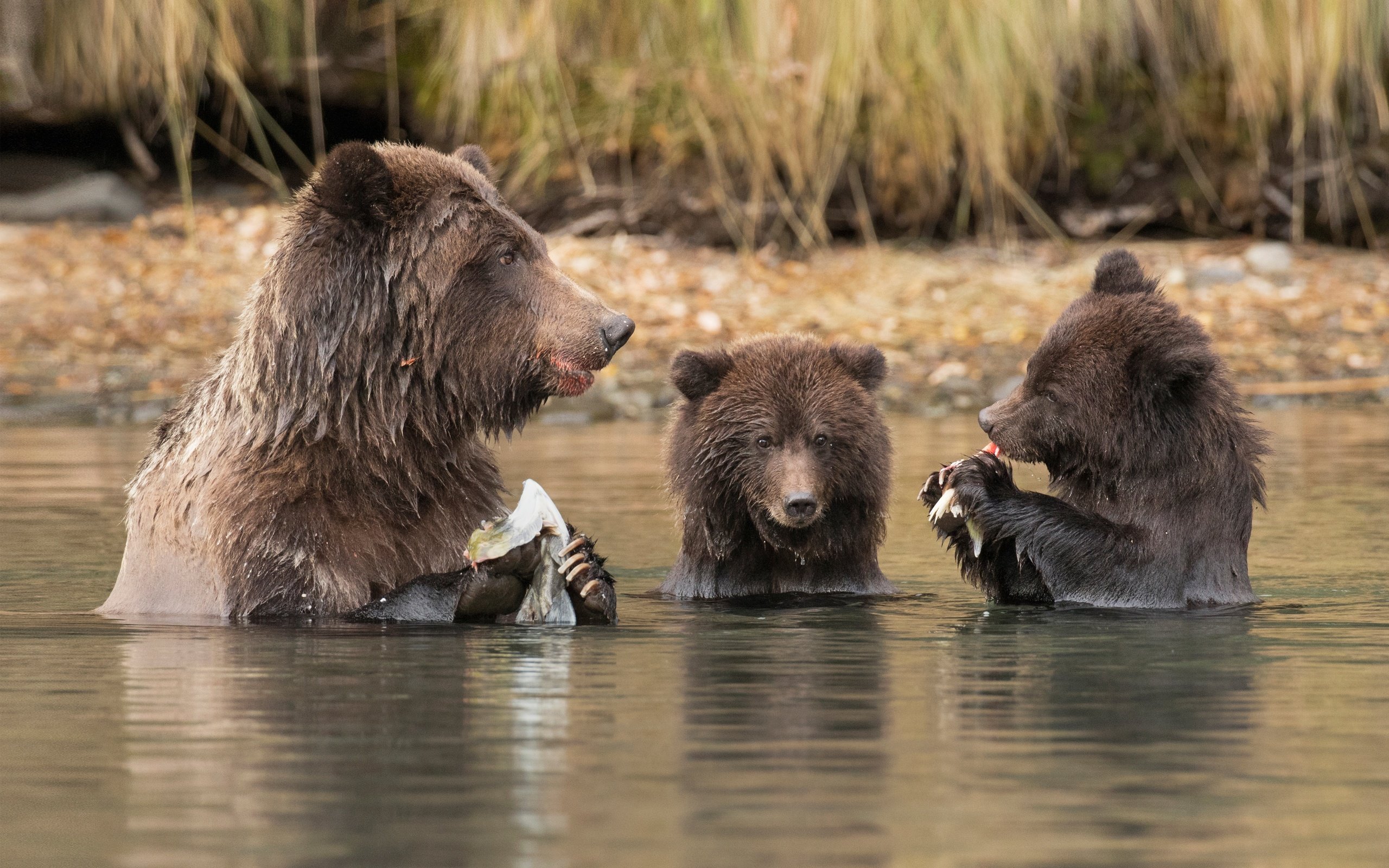 Обои вода, река, рыбалка, медведи, обед, медведица, медвежата, water, river, fishing, bears, lunch, bear разрешение 4000x2656 Загрузить